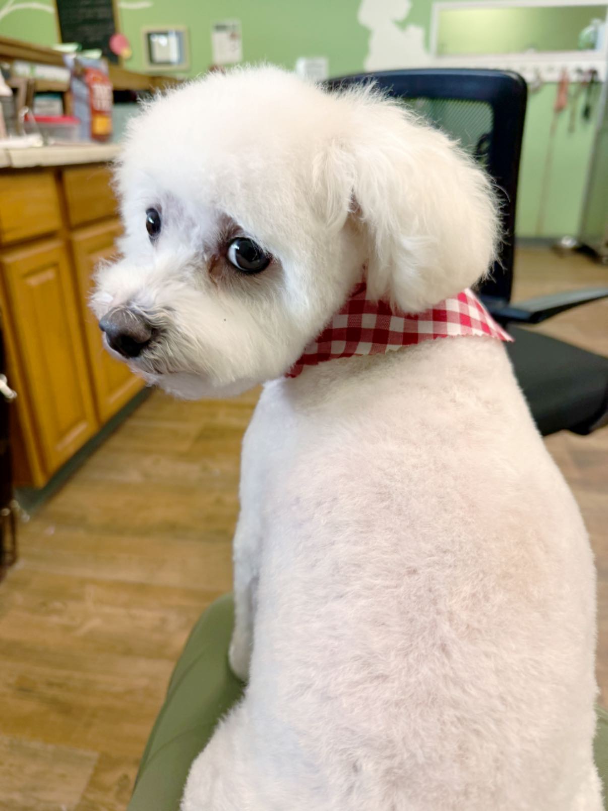 Designer Dog Grooming Vancouver