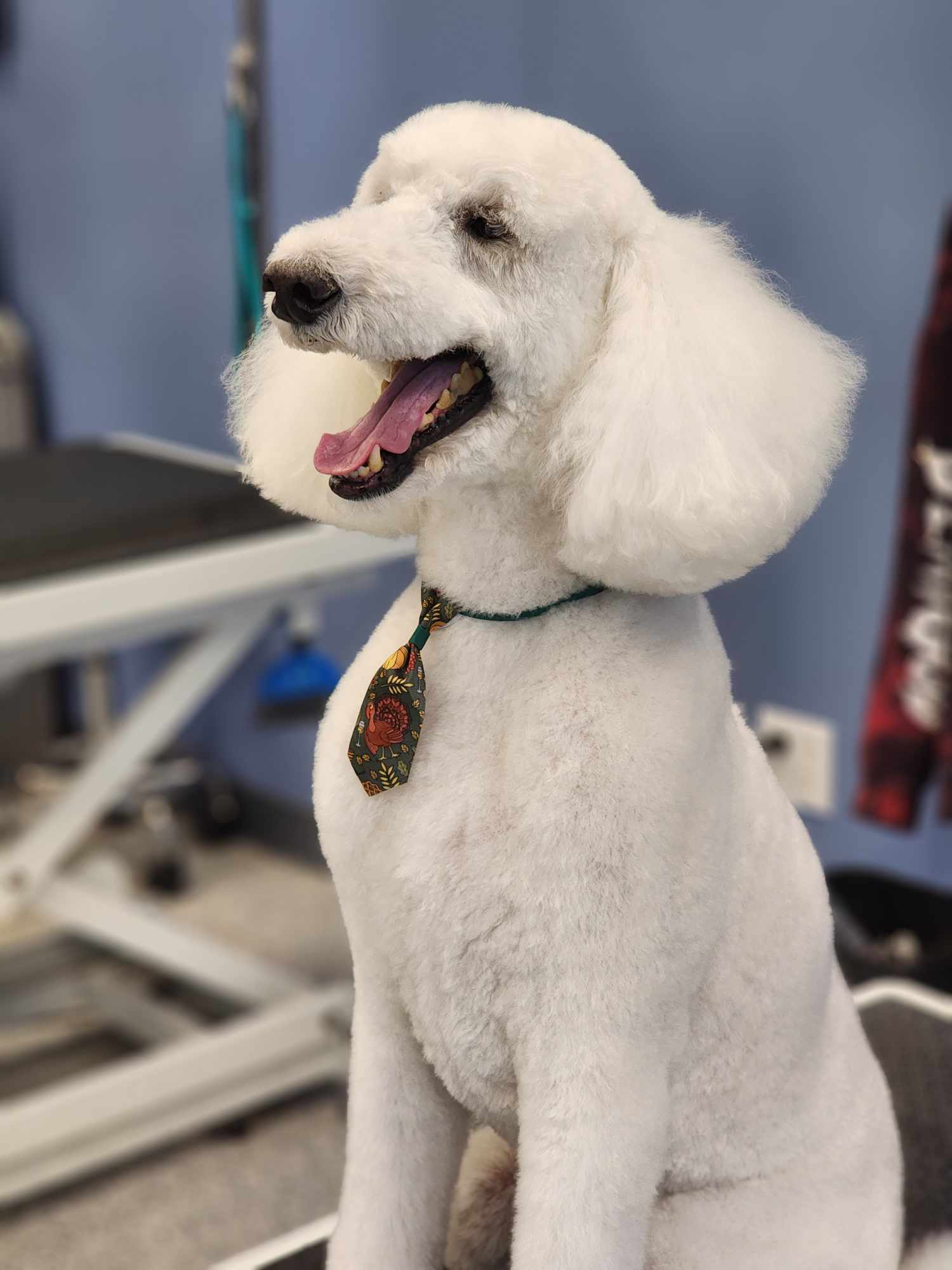 Rainy Day Grooming Vancouver