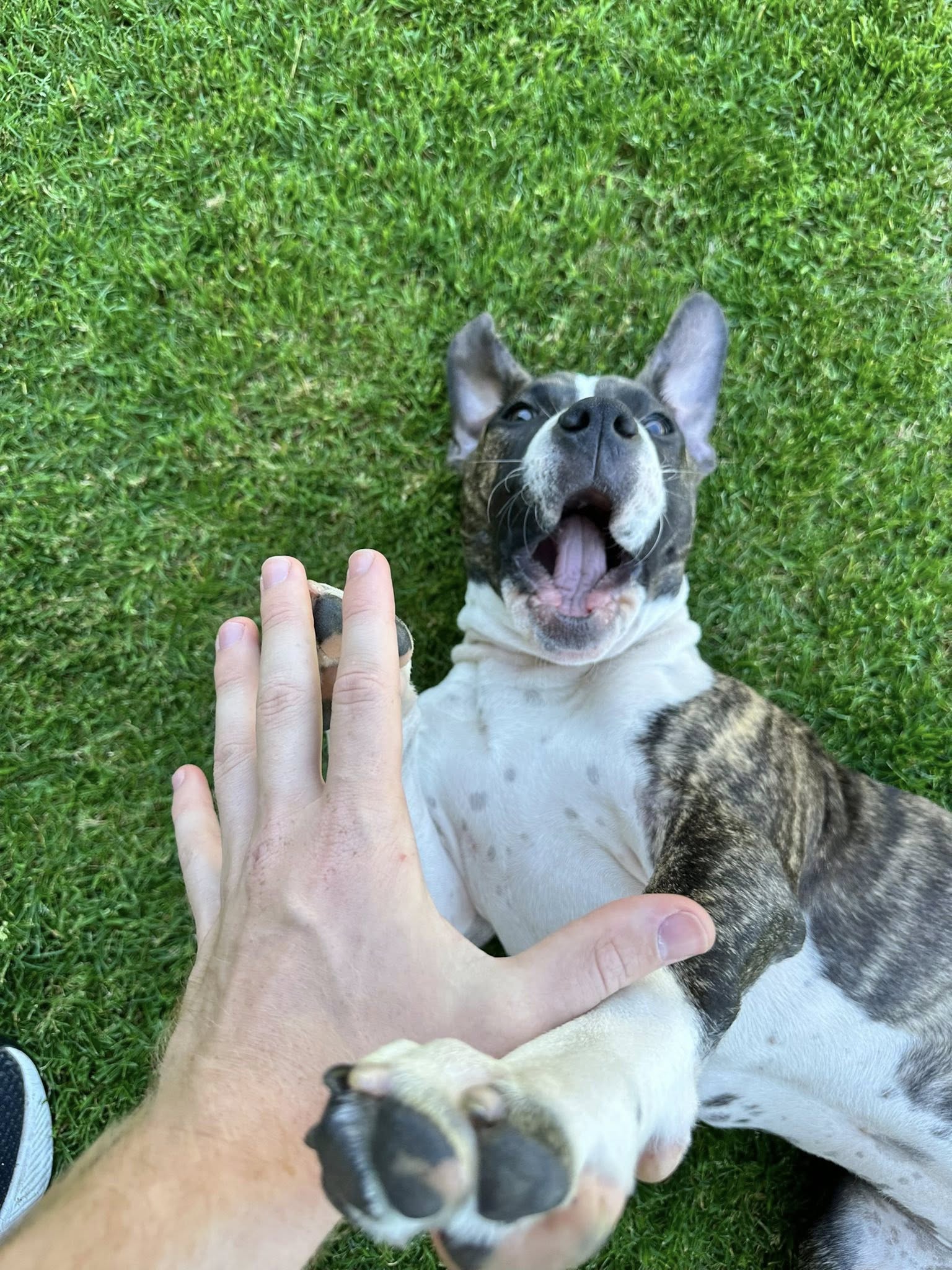 Susie's Country Inn Dogs Vancouver