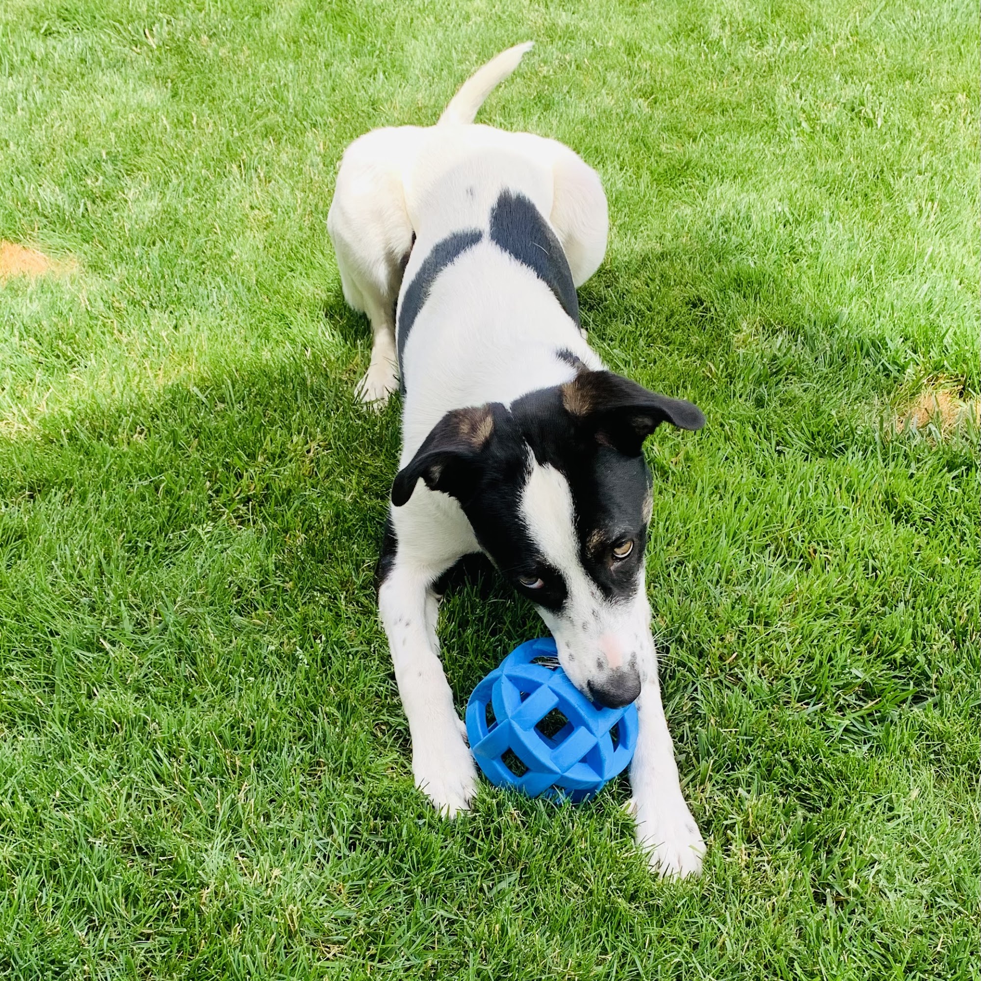 Wet Noses & Wagging Tails Vancouver