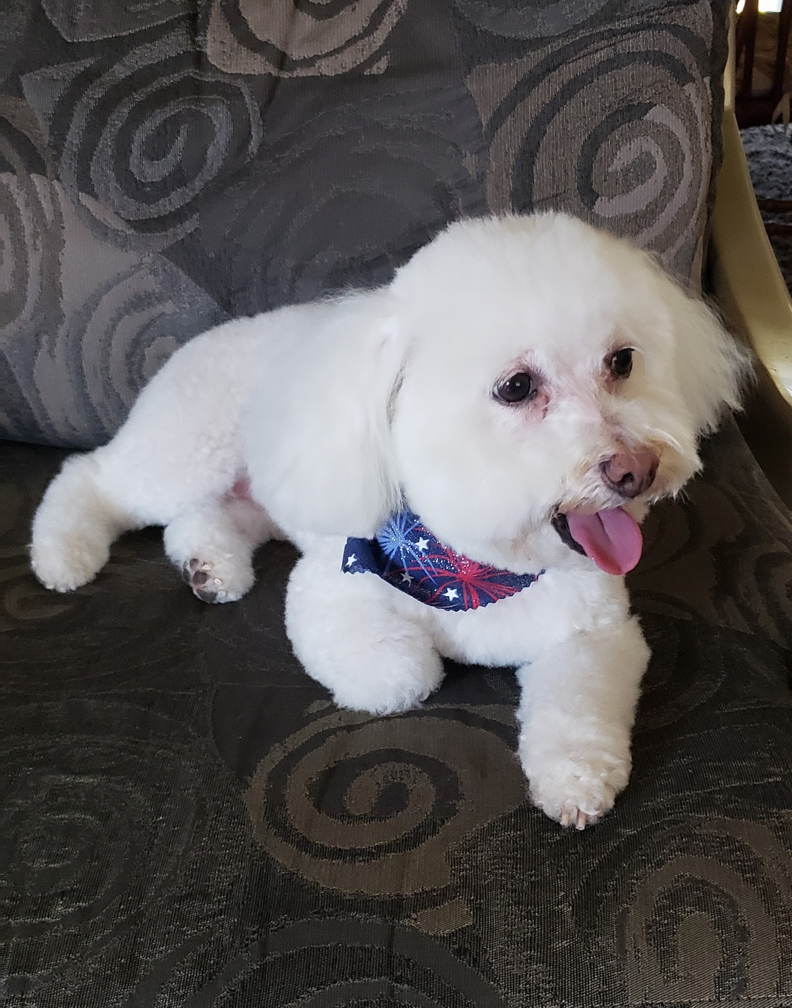 A Bath and A Biscuit Vancouver