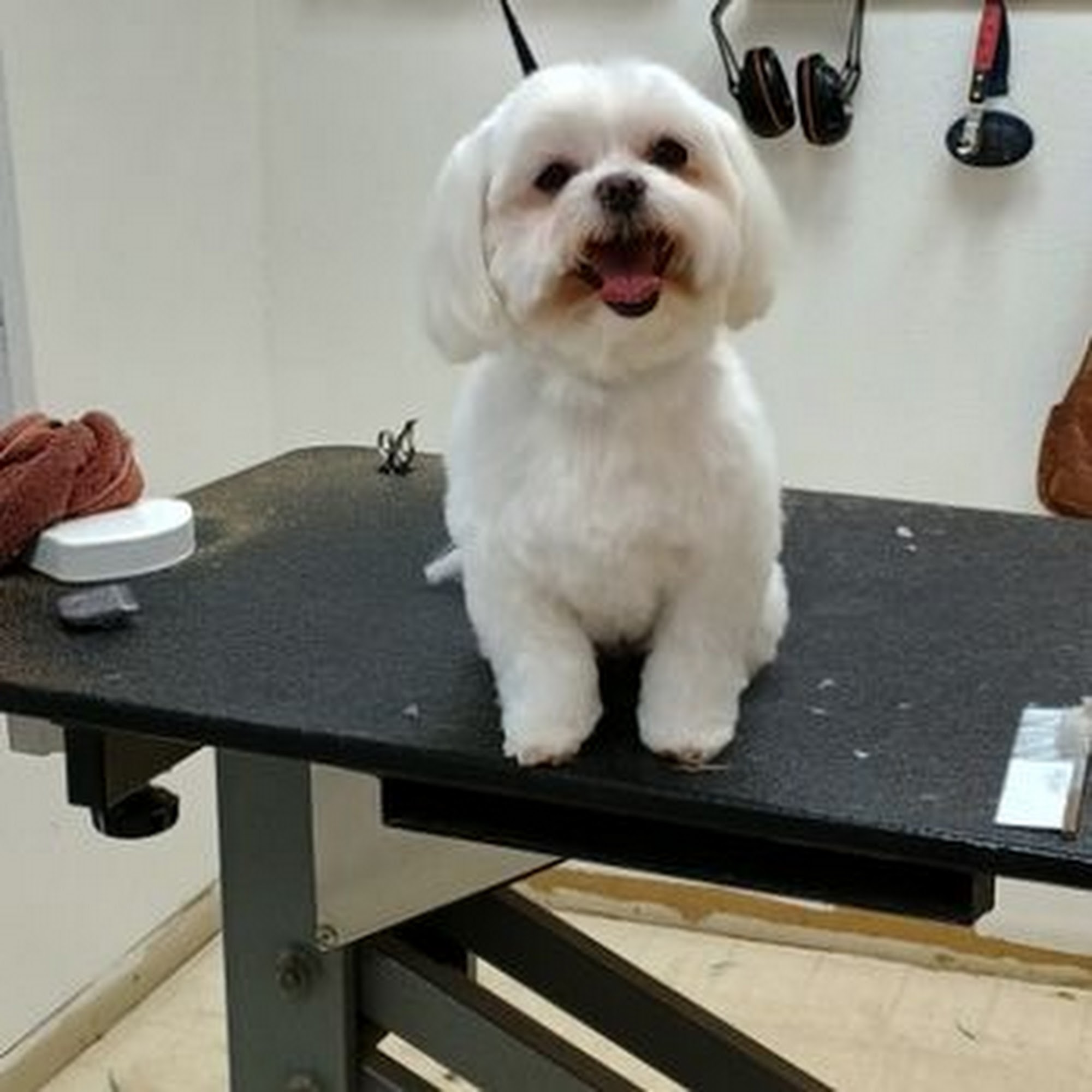 Quality Pet Services
