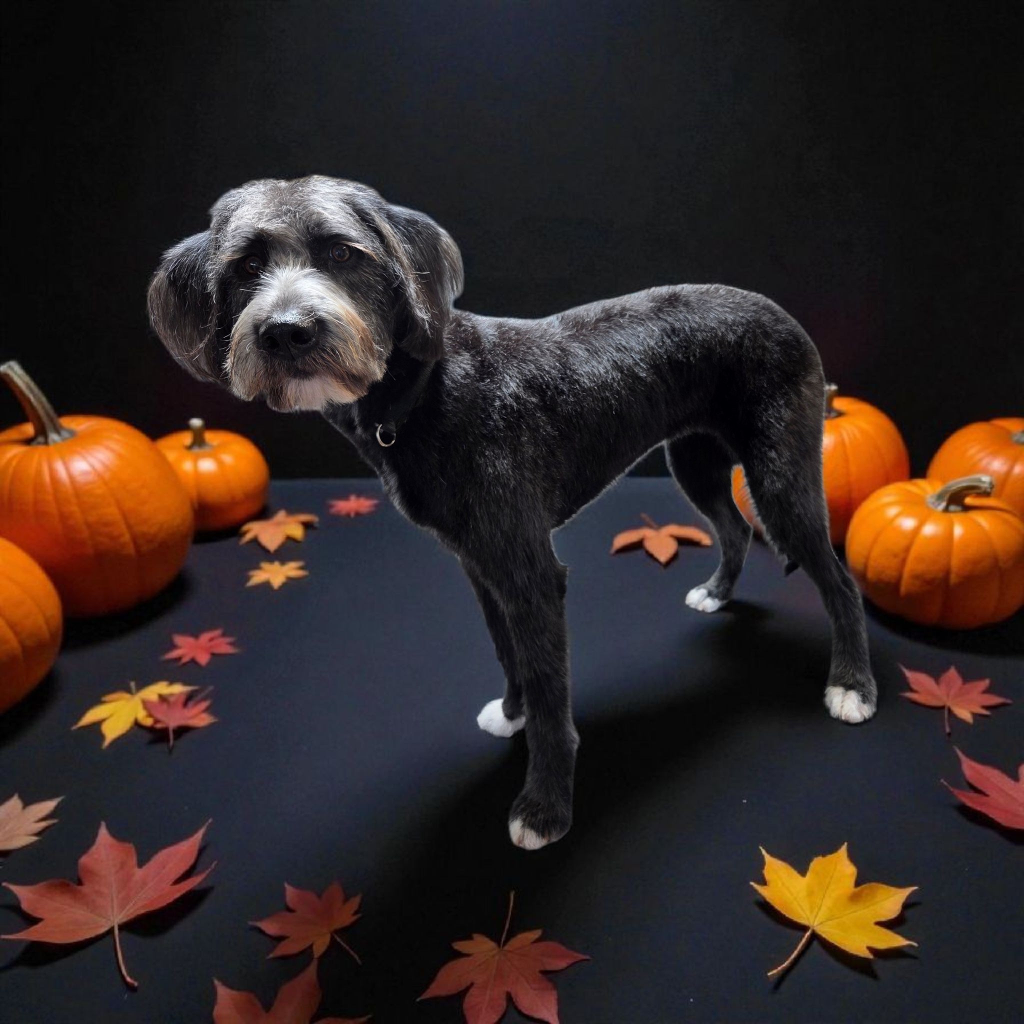 Diamond in the ruff Vancouver