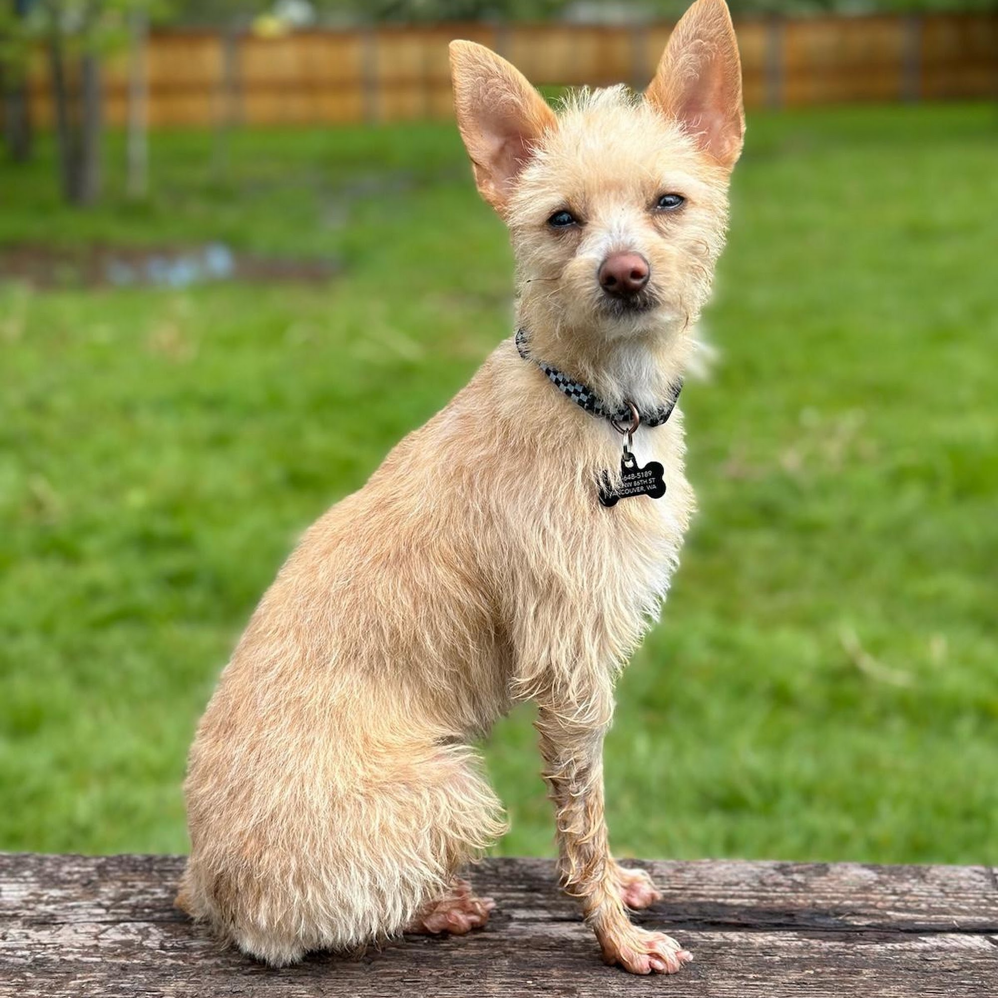 The Canine Junkie Vancouver