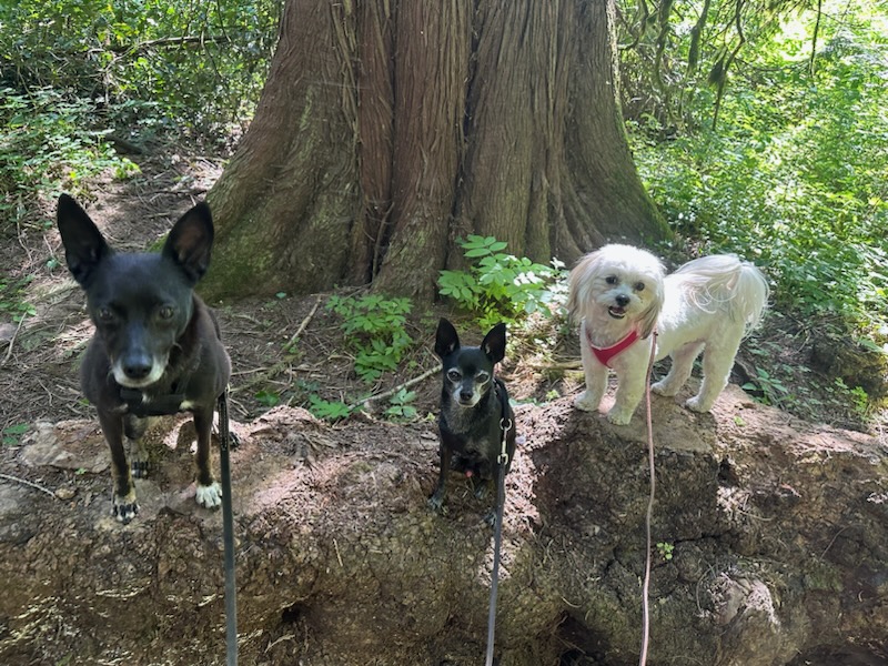 The Canine Junkie Vancouver