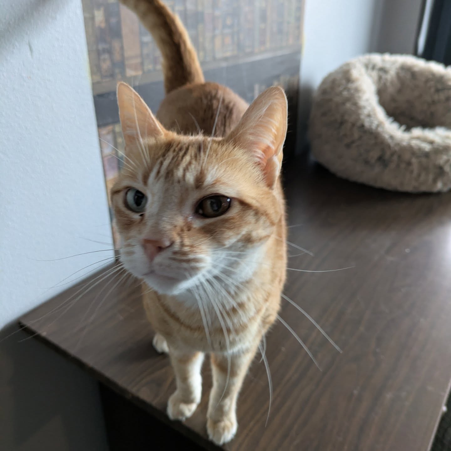 Tiny's Place Luxury Cat Boarding LTD Vancouver