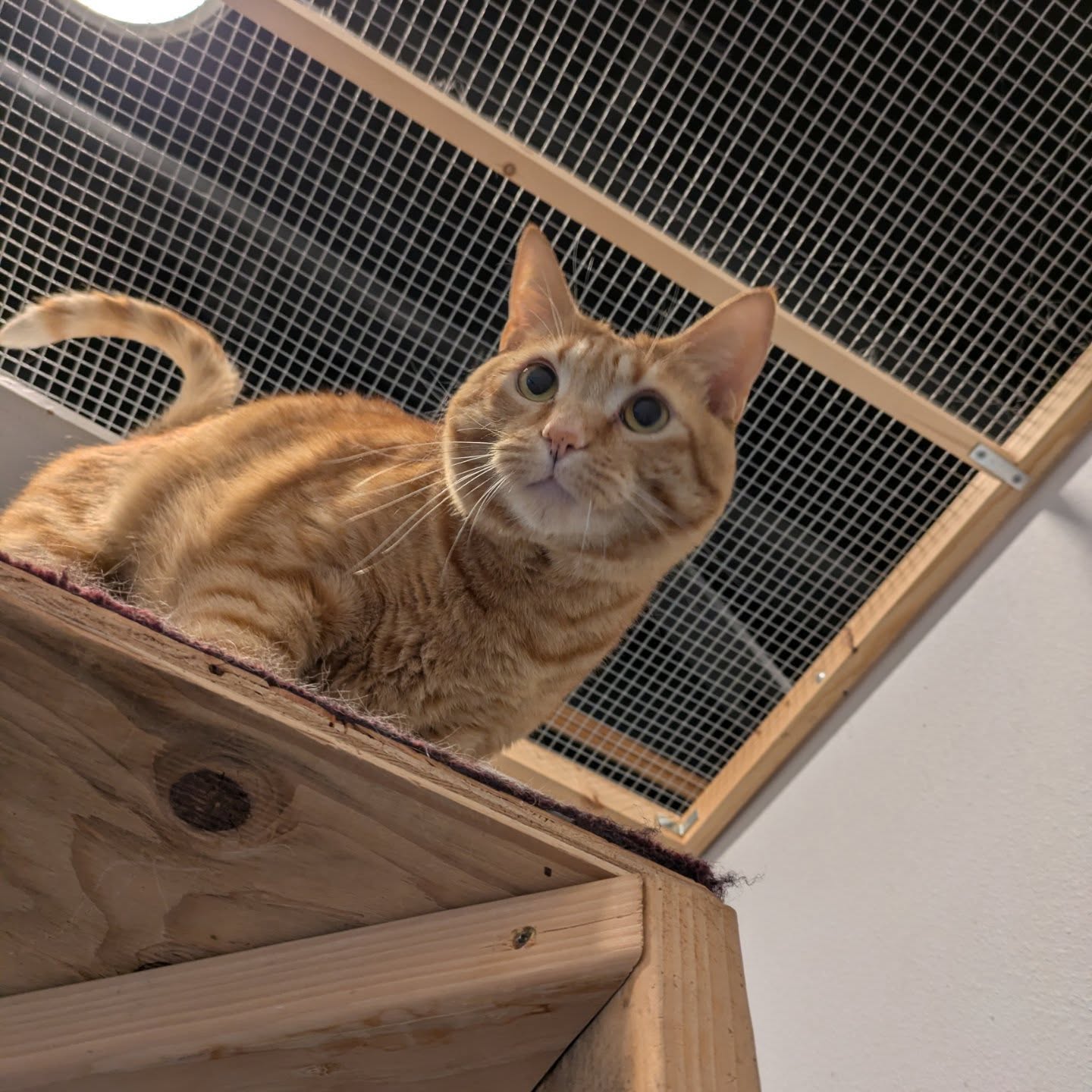 Tiny's Place Luxury Cat Boarding LTD Vancouver