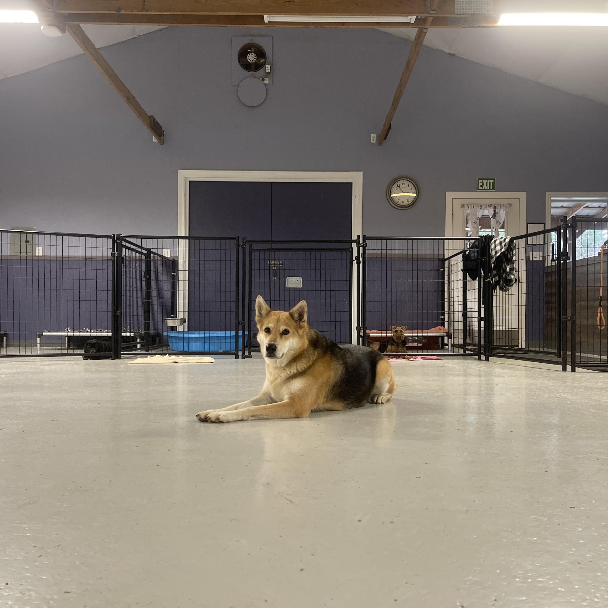 Camp Good Puppy Vancouver