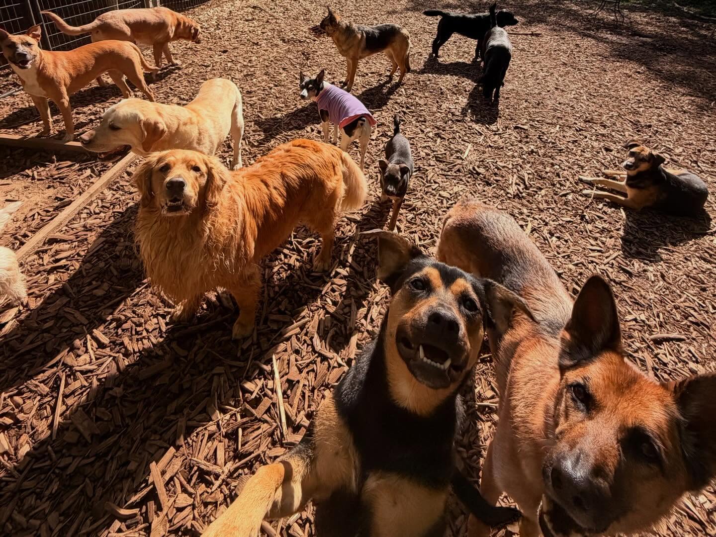 Camp Good Puppy Vancouver