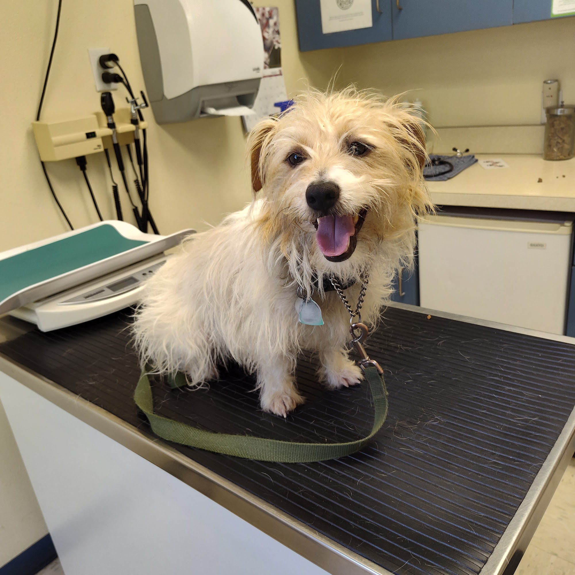 Fair Isle Animal Clinic PS Vashon