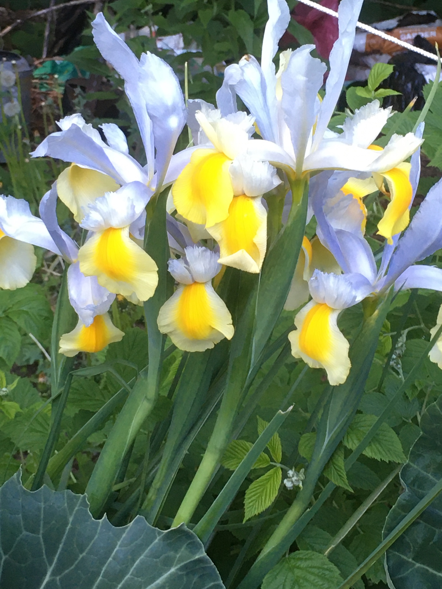 Beth Lolley Licensed Massage