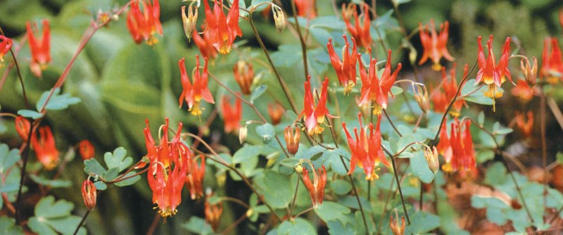 Beth Lolley Licensed Massage