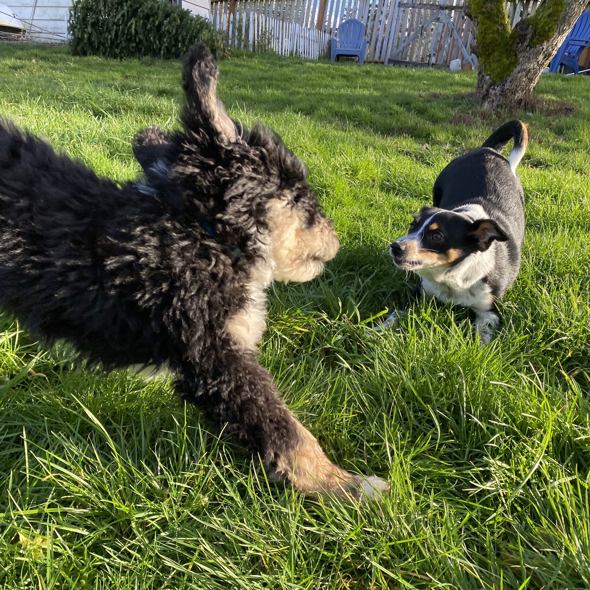 Laughing Dogs Academy Vashon