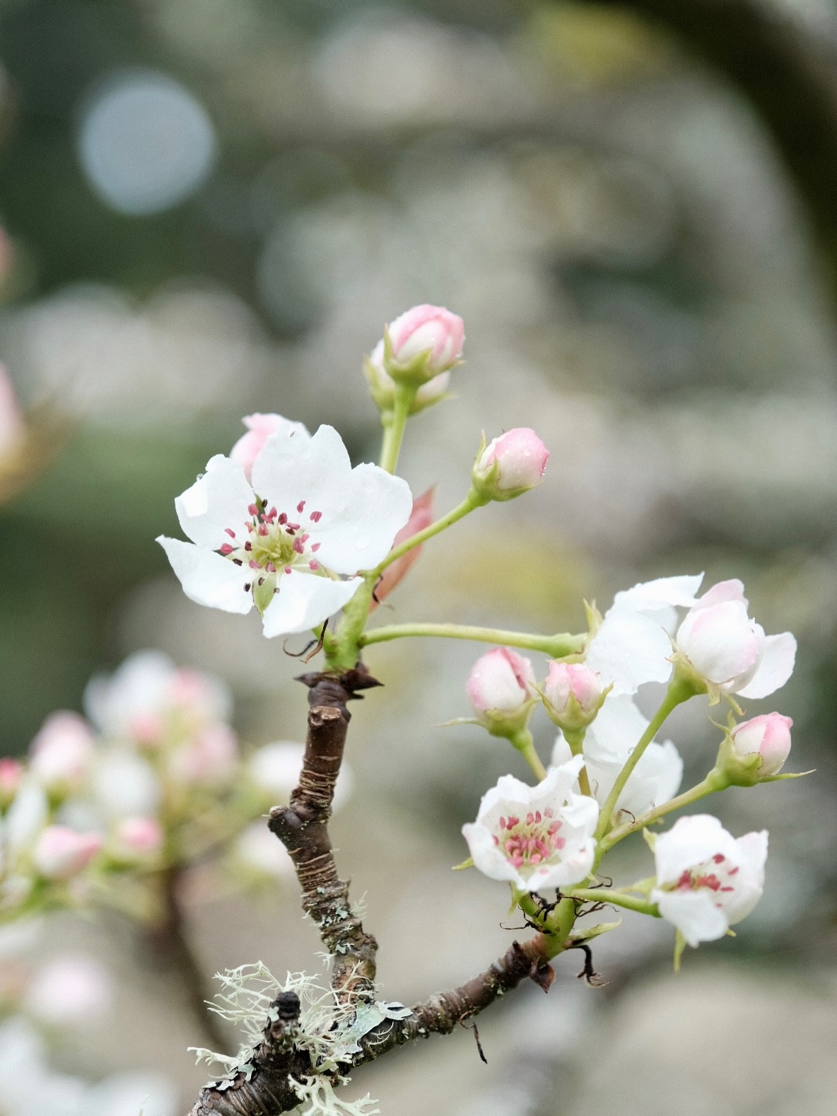 Nashi Orchards Tasting Room Vashon