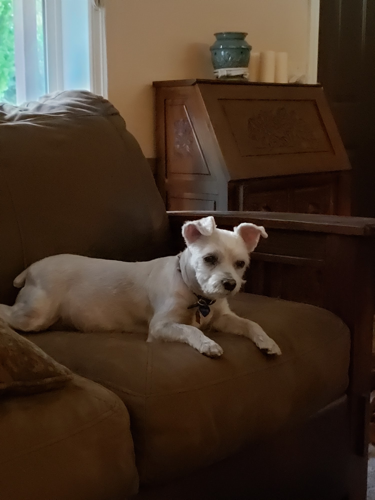 Associated Veterinary Medical Center Walla Walla