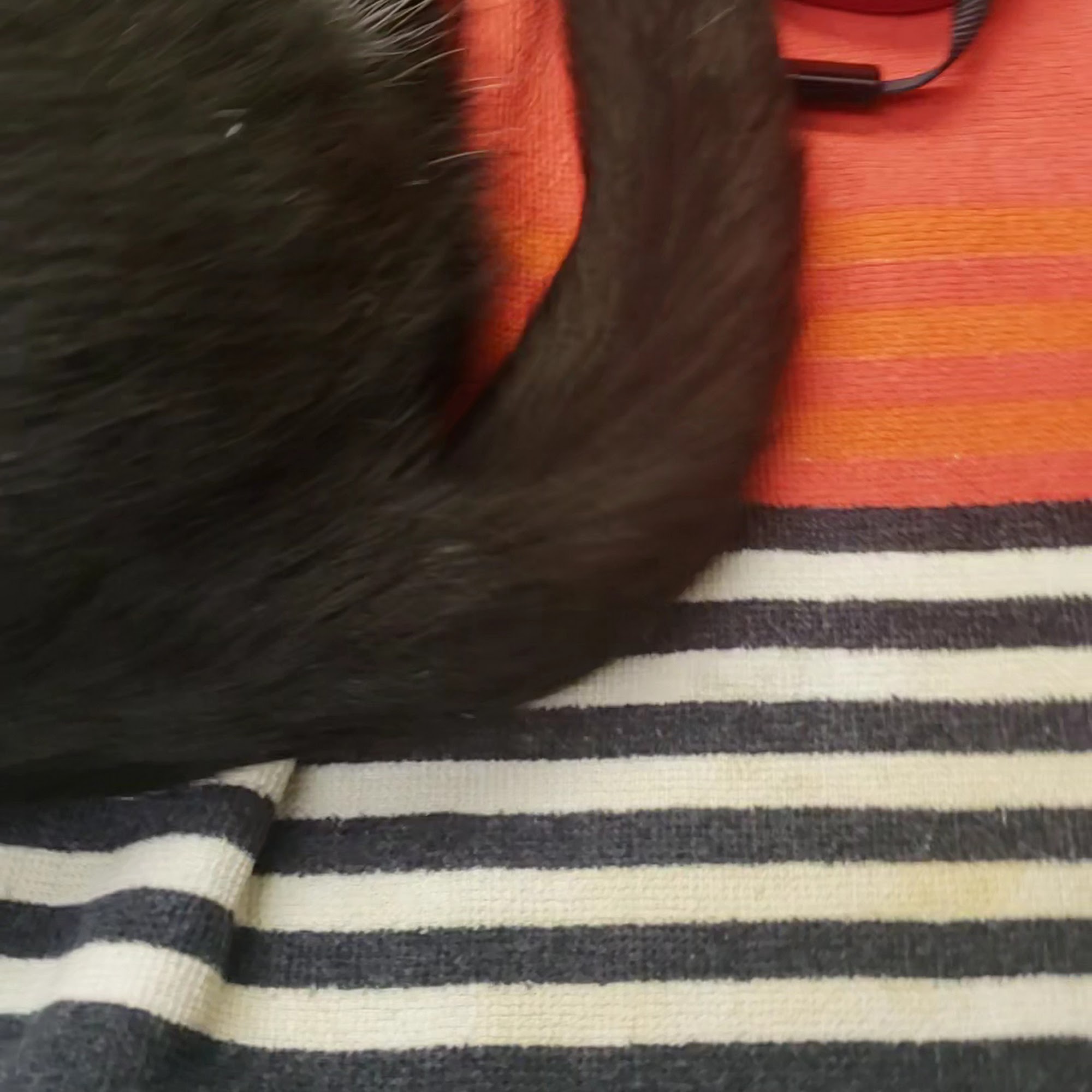 Associated Veterinary Medical Center Walla Walla