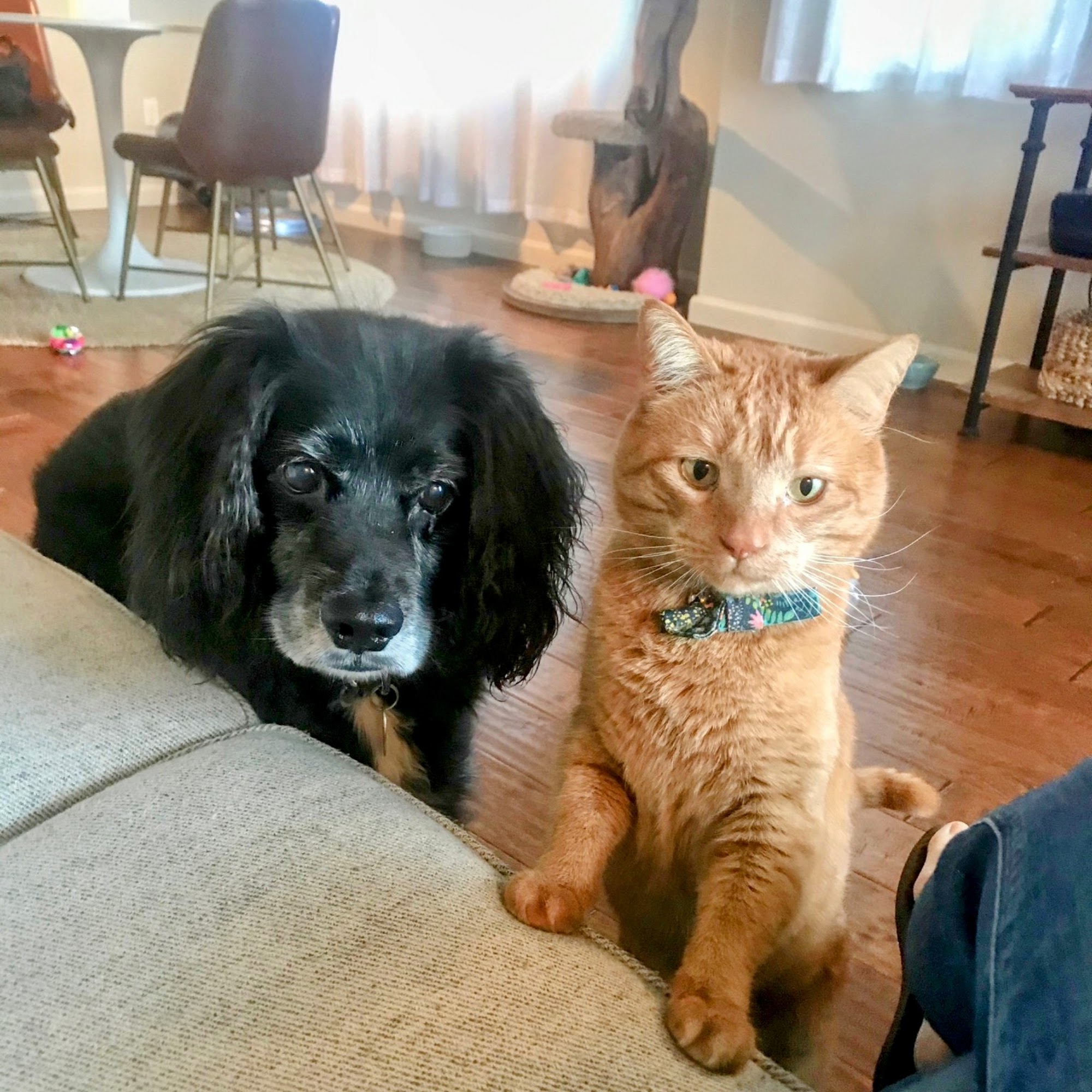 Animal Clinic East Walla Walla