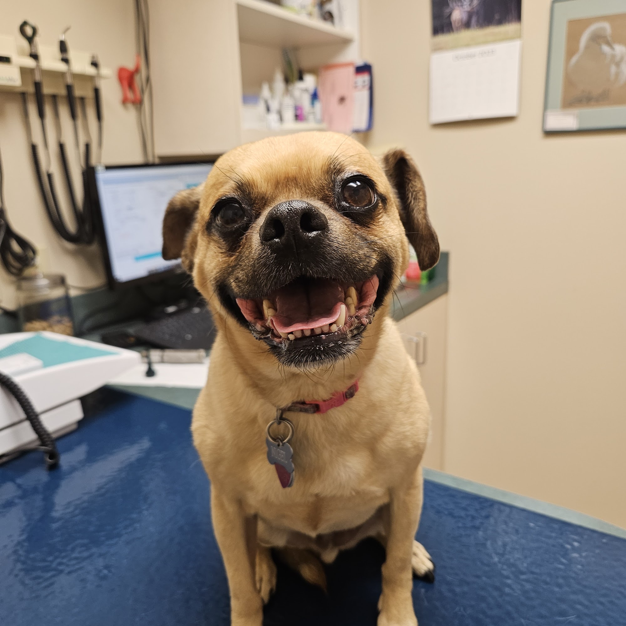 Animal Clinic East Grooming Walla Walla