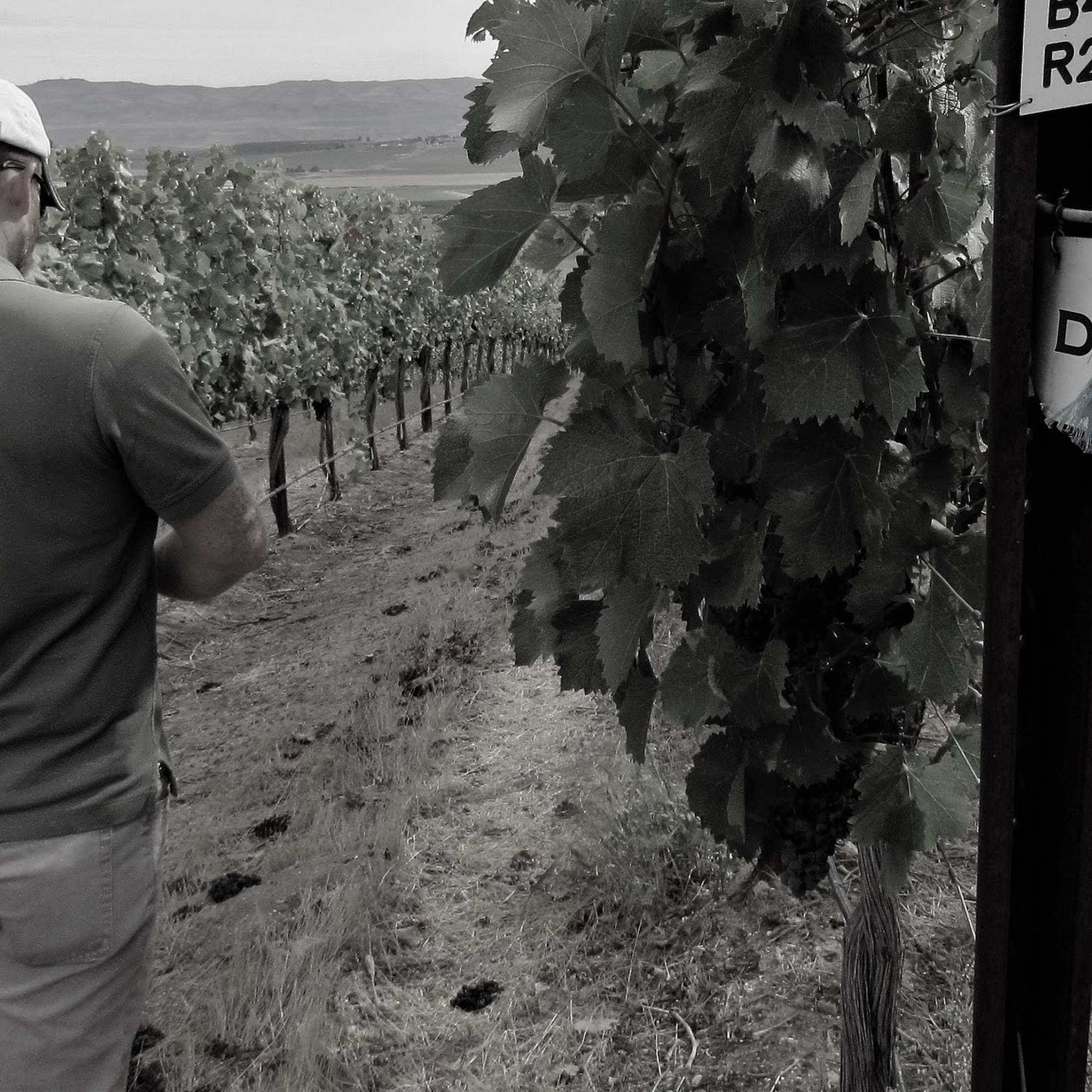 DILLON CELLARS Walla Walla