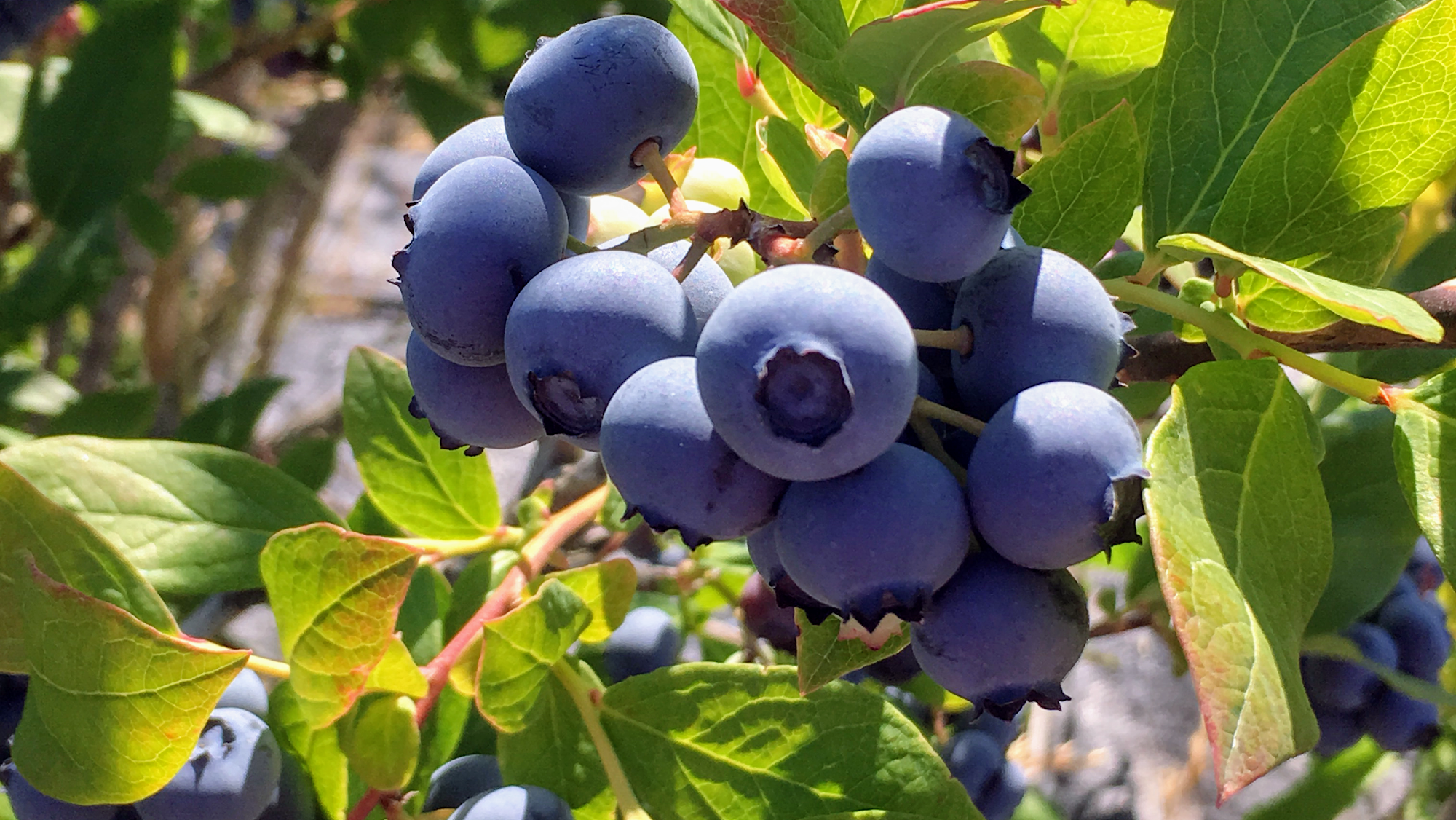 Blueberry Hill Berries Wapato