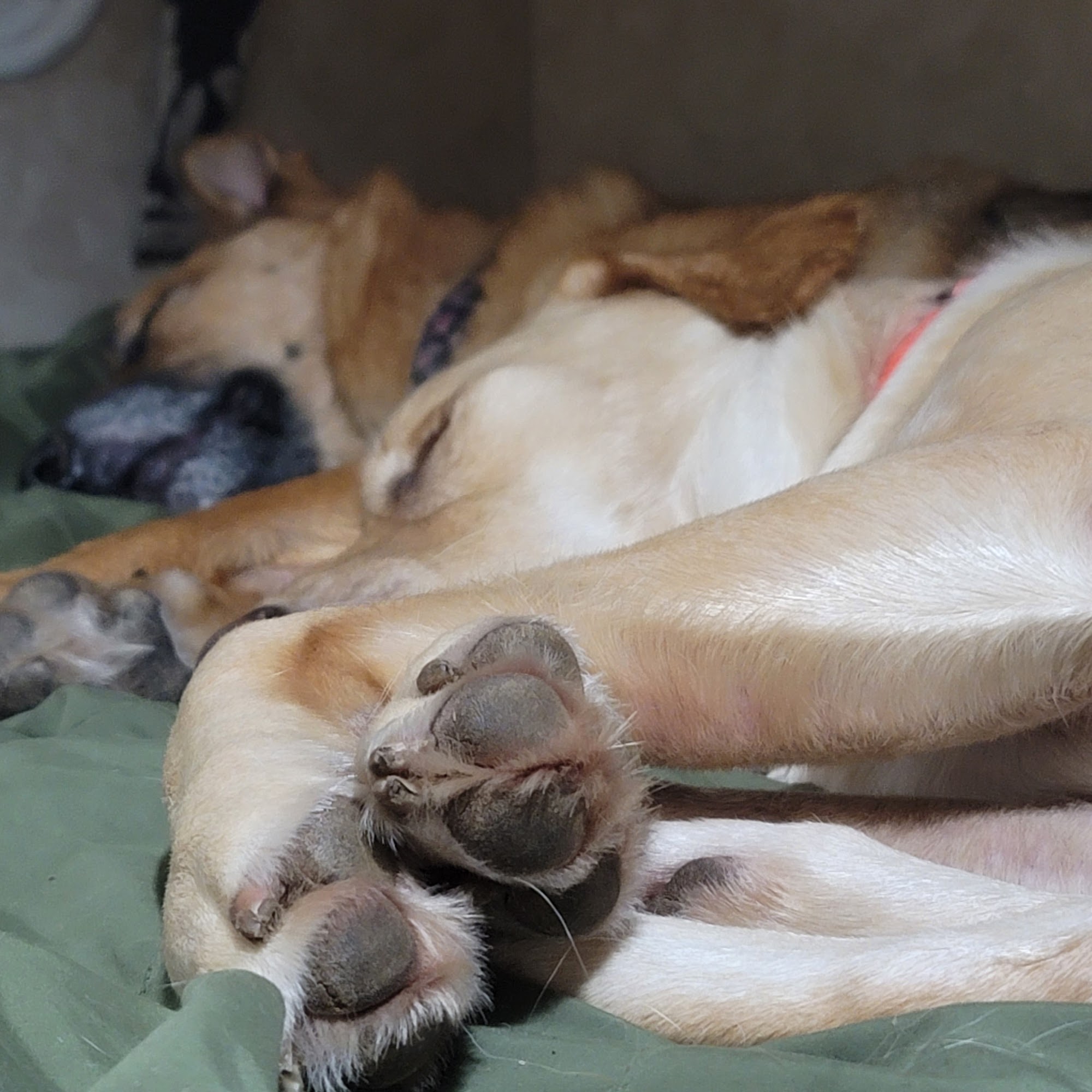 Orchard Hills Animal Hospital Washougal