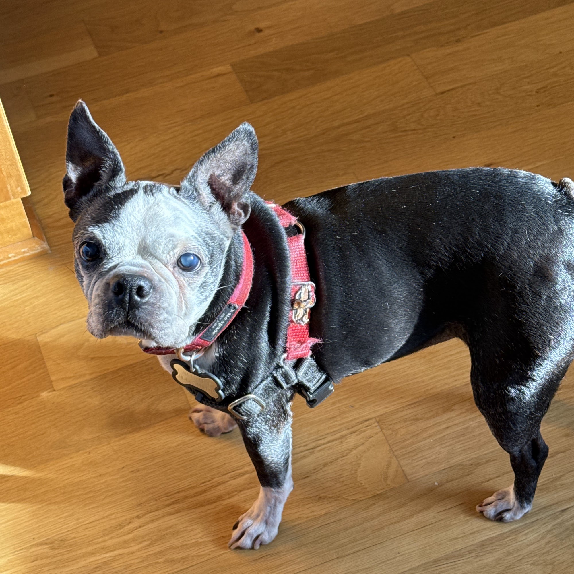 Camas Washougal Animal Hospital Washougal