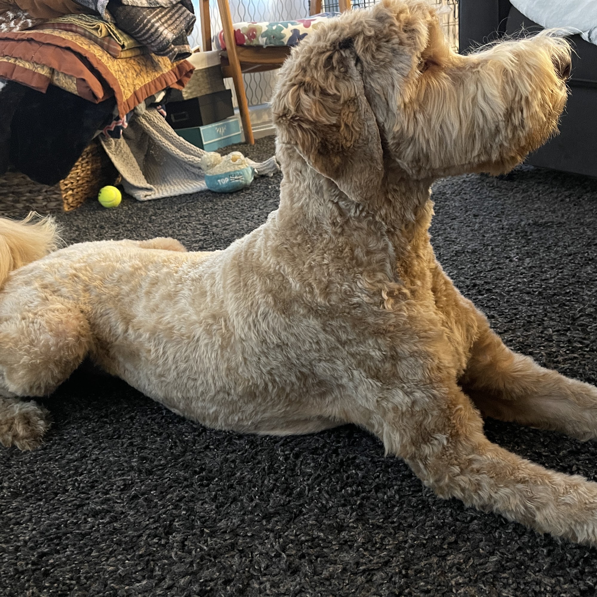 Pet Spa NW Washougal