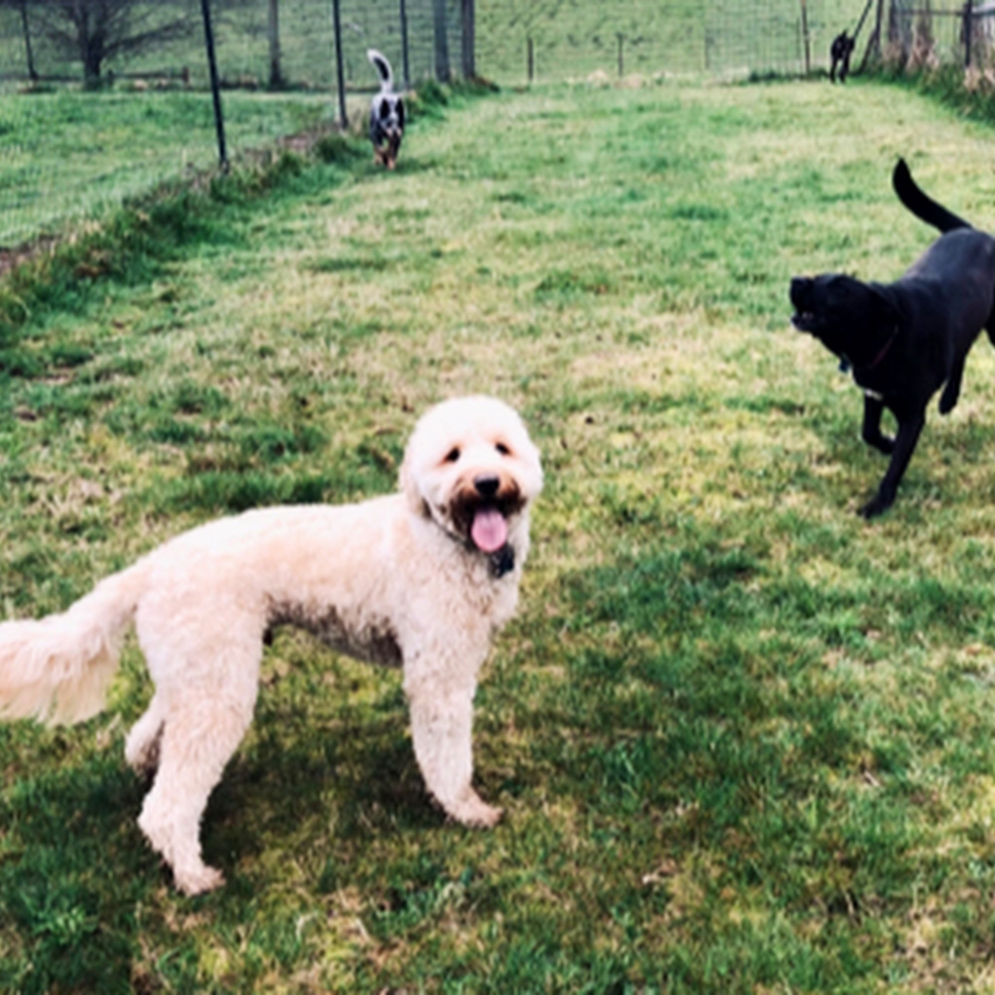 Bark Run Play dog boarding and daycare Washougal