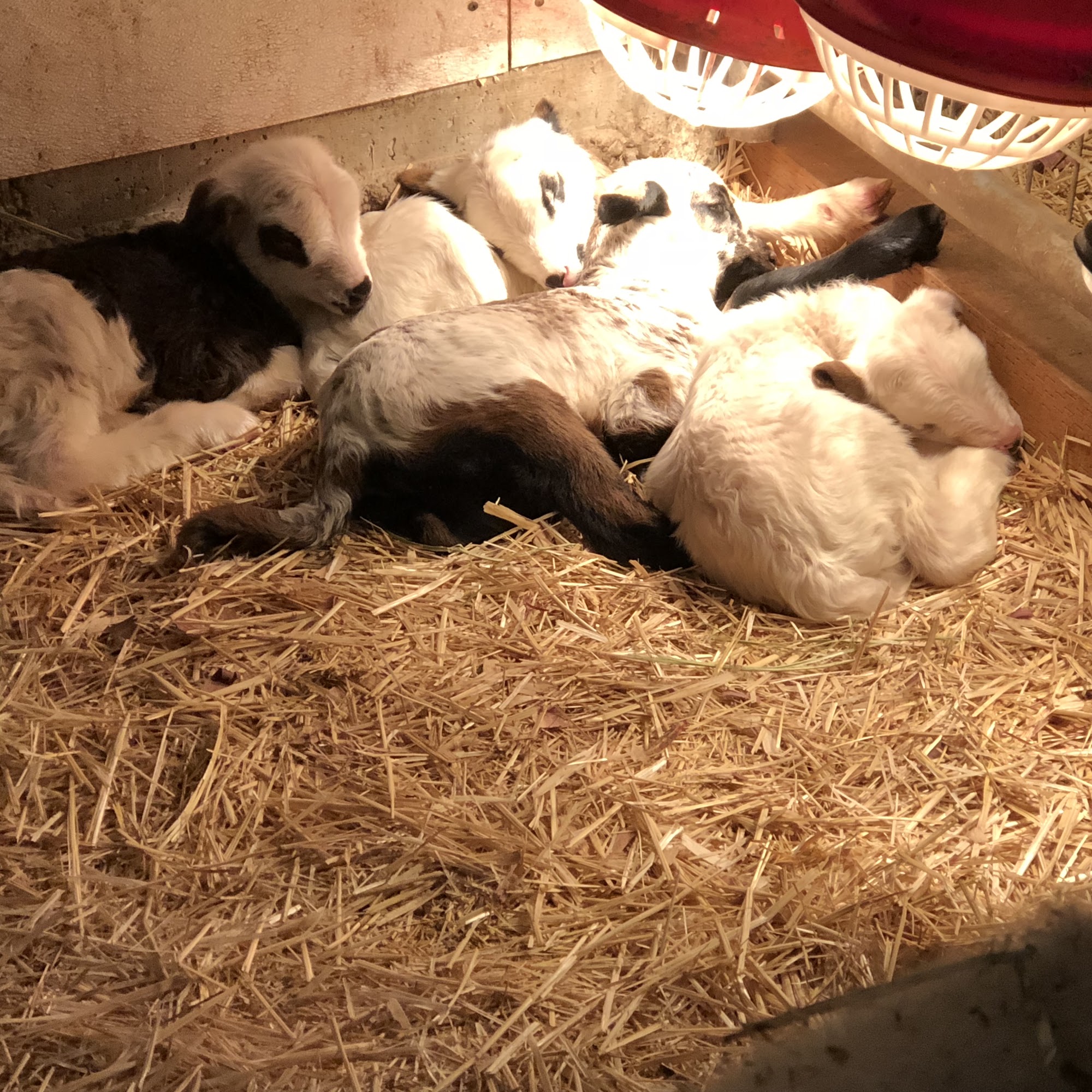 Kerr Jeff S DVM Wenatchee