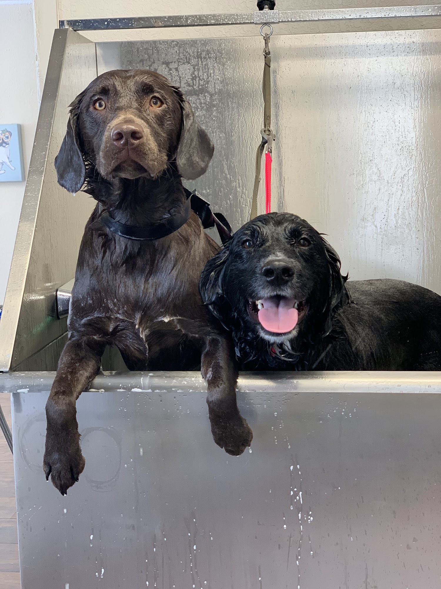 Wenatchee’s Pet Spaw Wenatchee