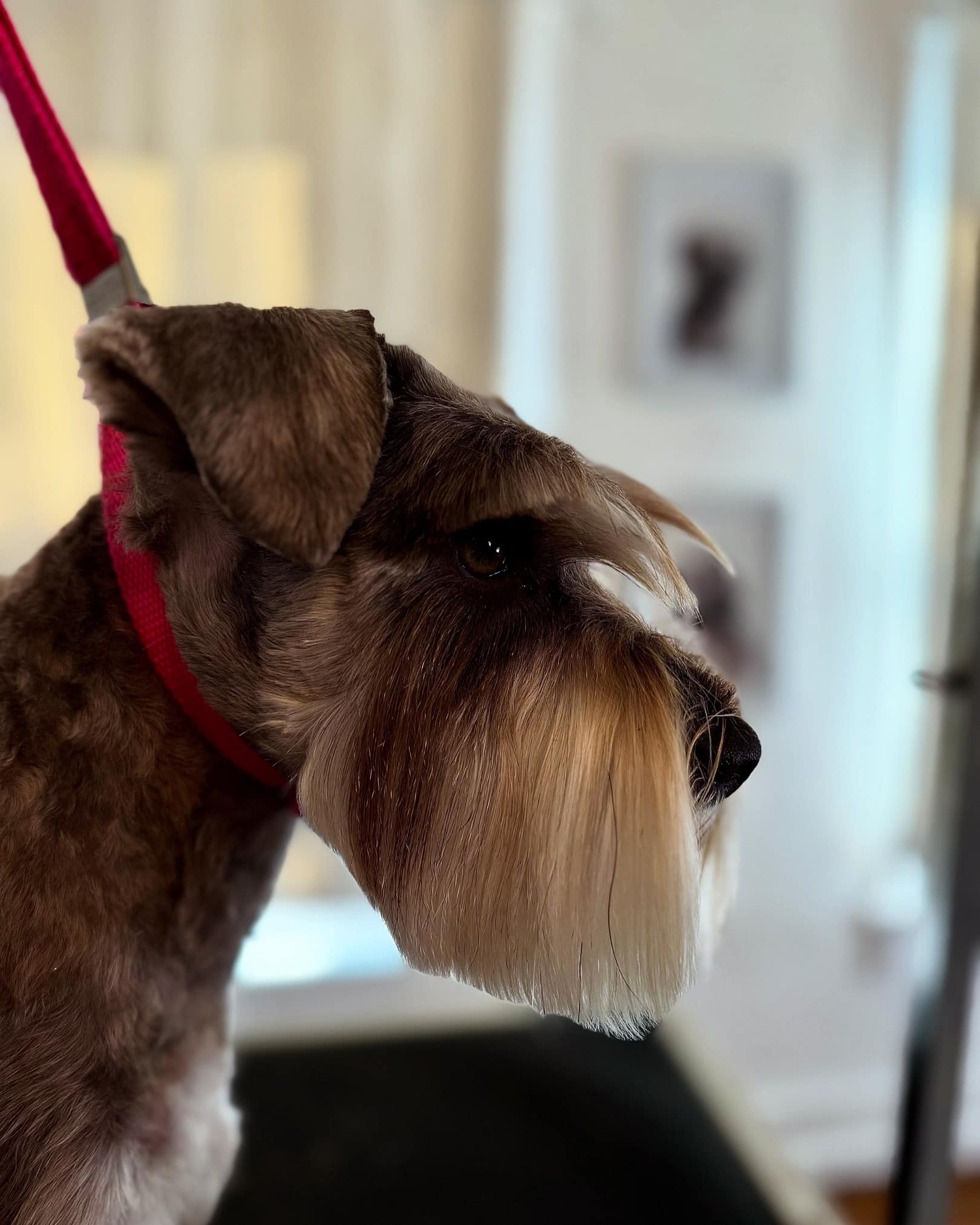 Downtown Dogs Grooming Wenatchee