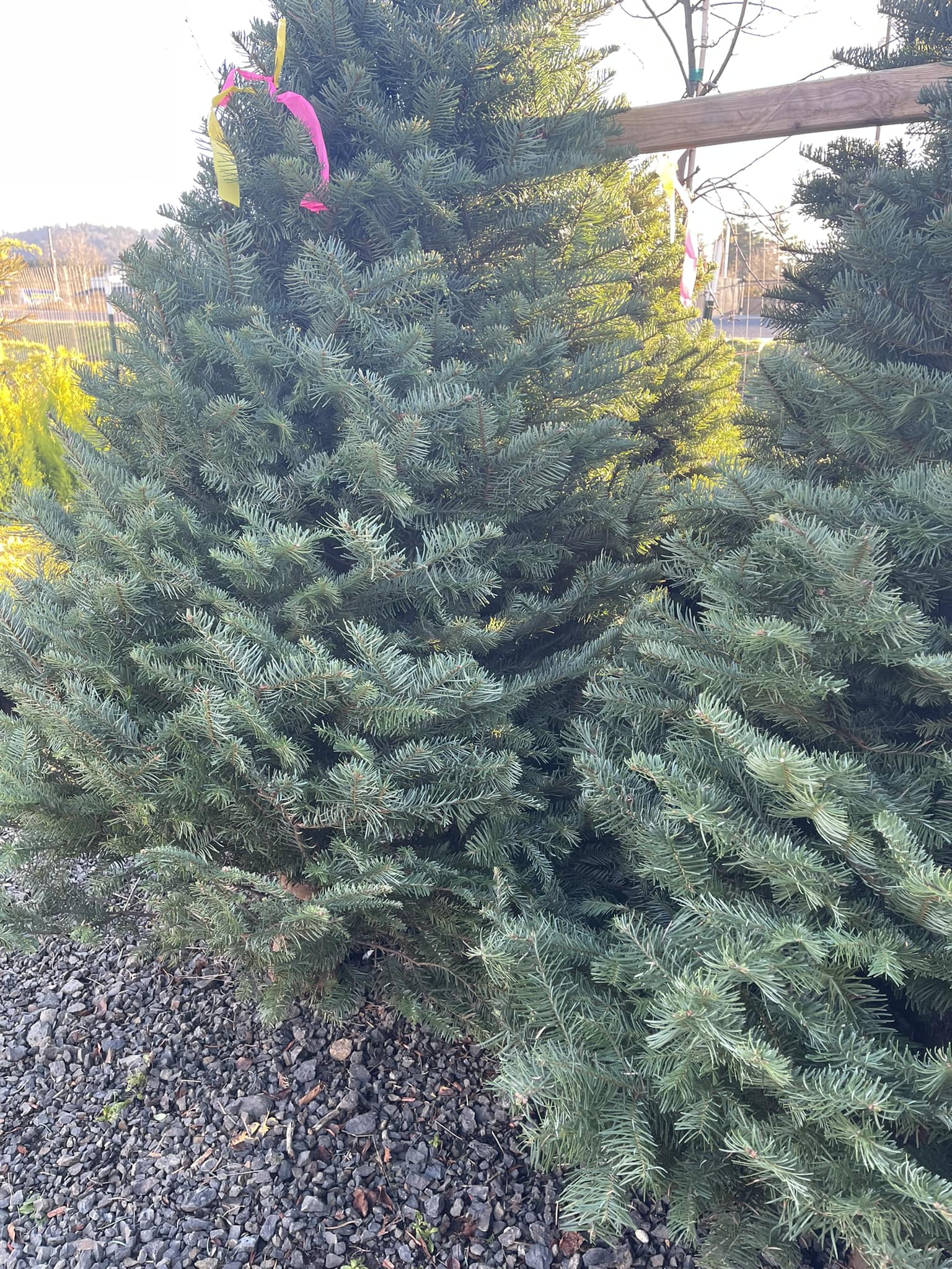 Cortes Landscape Yard Service