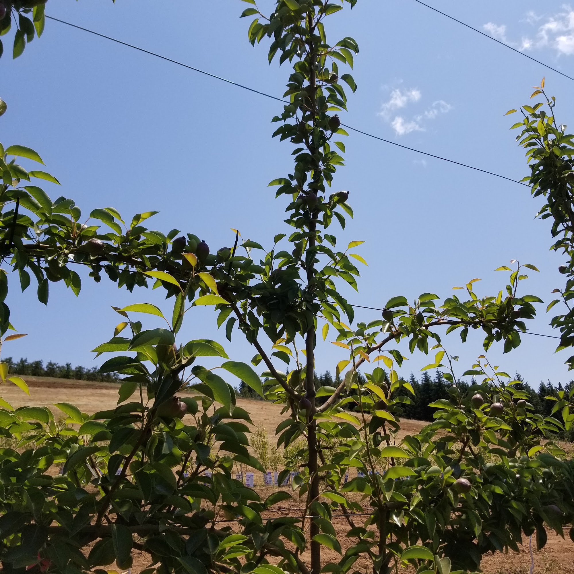 Mt Adams Orchard Co White Salmon