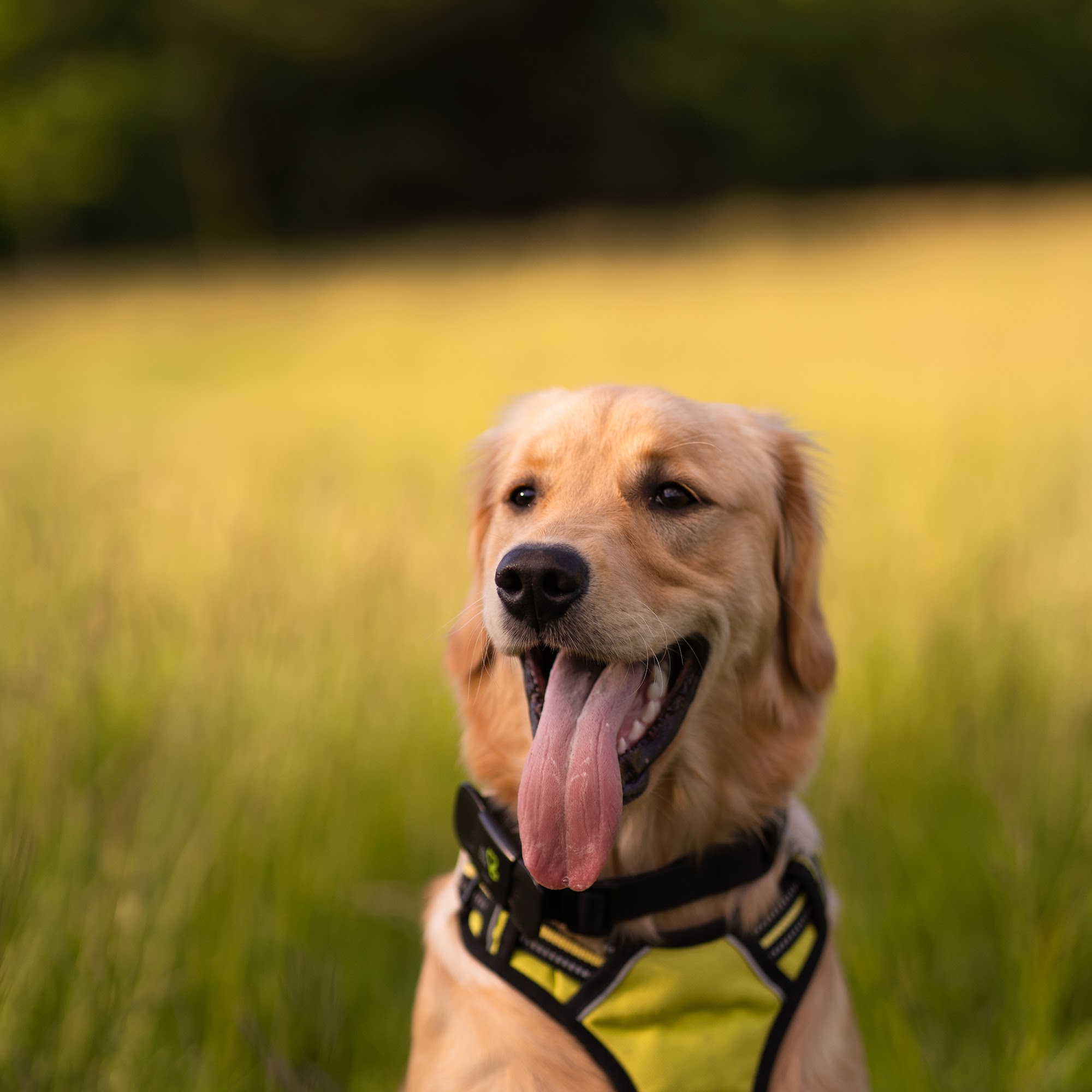 Cottage Lake Veterinary Hospital Woodinville