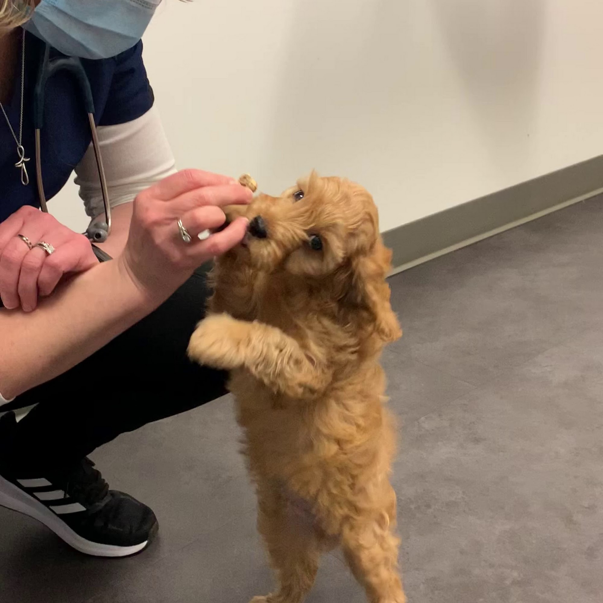 Woodinville Veterinary Hospital & Urgent Care Services Woodinville
