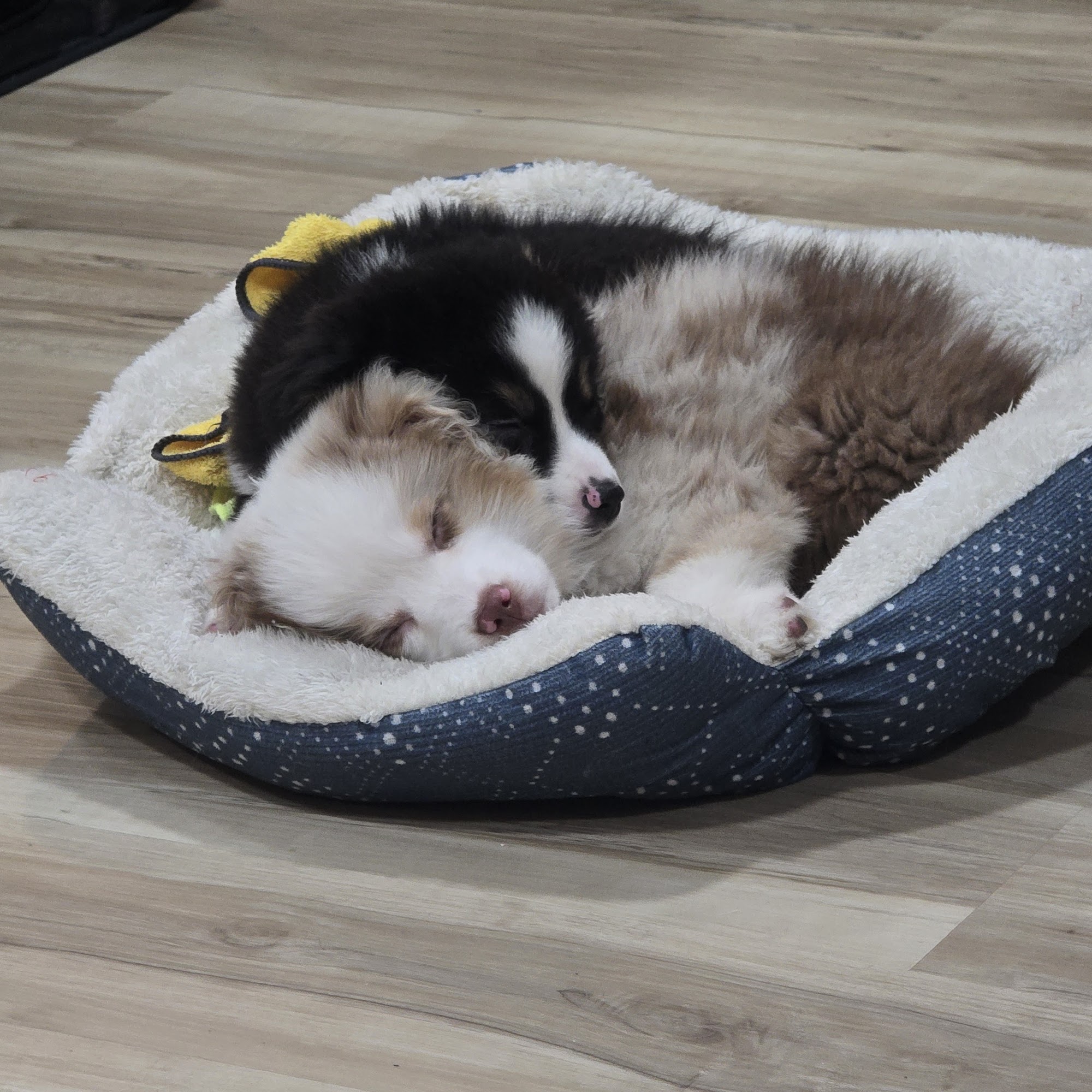 Yakima Valley Veterinary Clinic Yakima