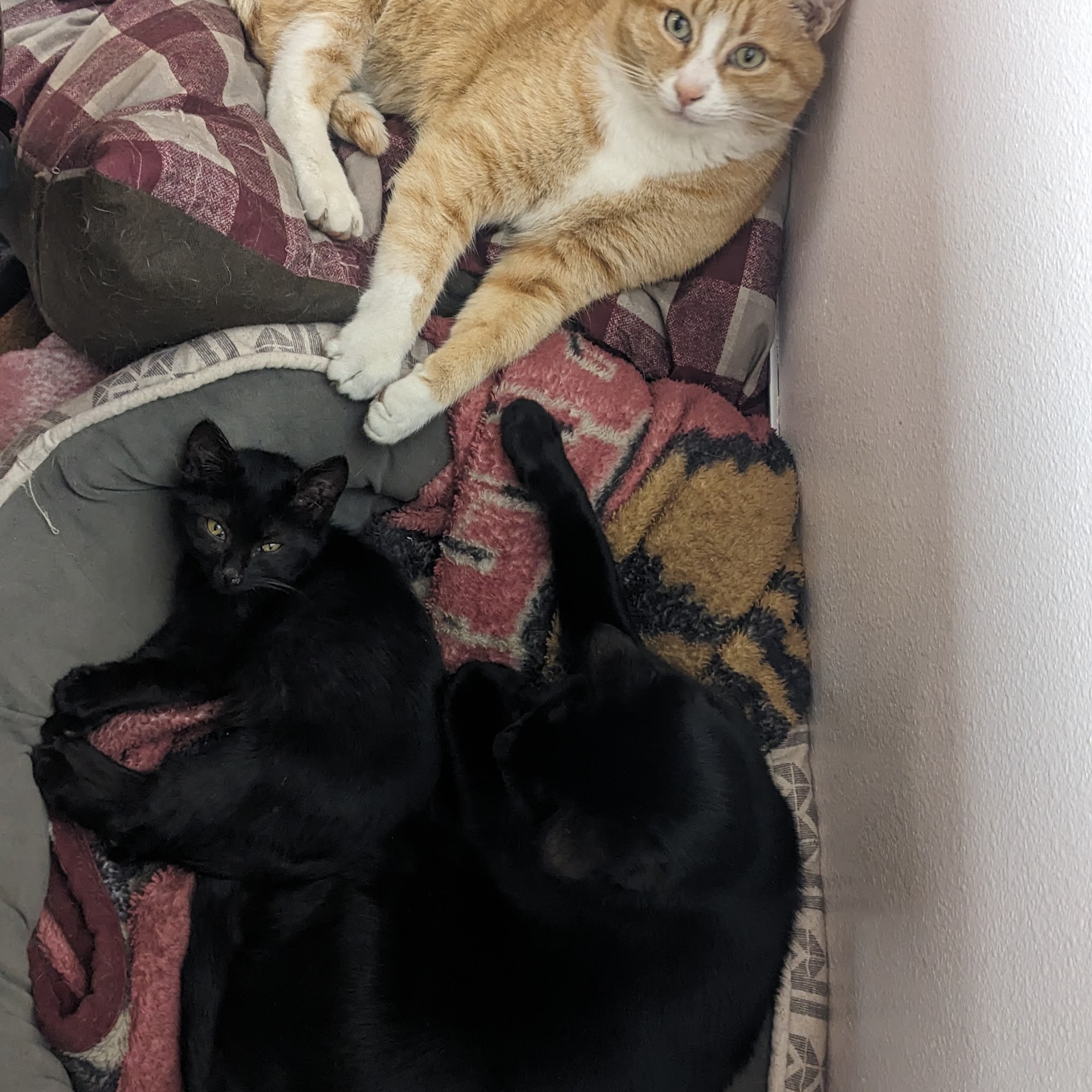 Lincoln Veterinary Clinic Yakima