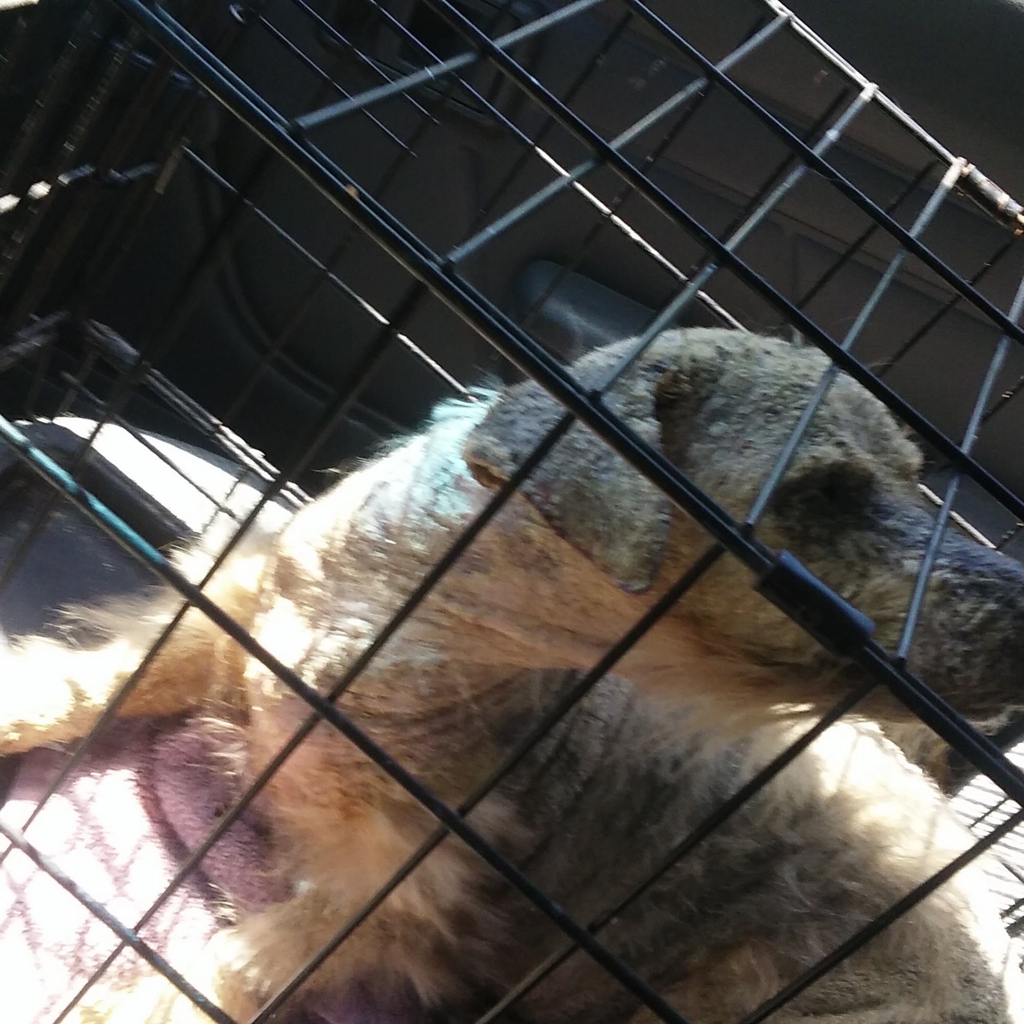 Lincoln Veterinary Clinic: Coleman Greg DVM Yakima