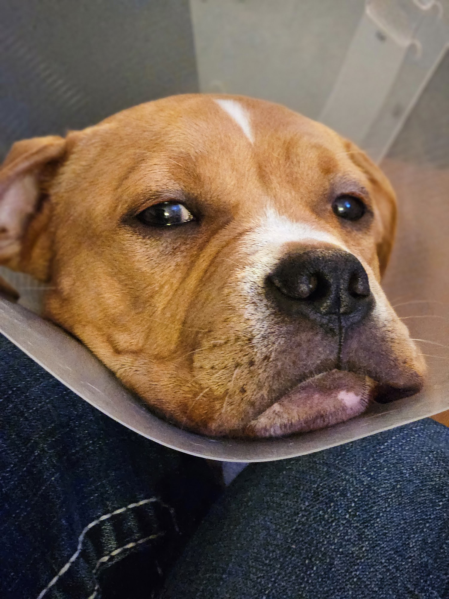 Tieton Drive Animal Clinic Yakima