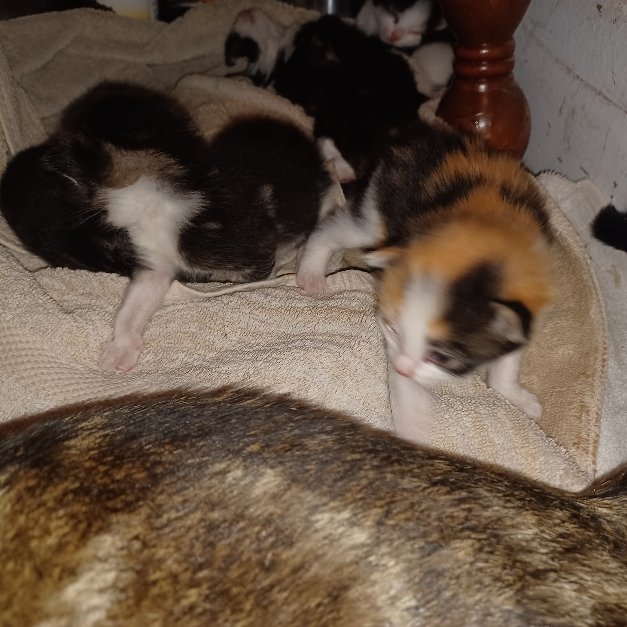 Yakima Spay & Neuter Clinic Yakima