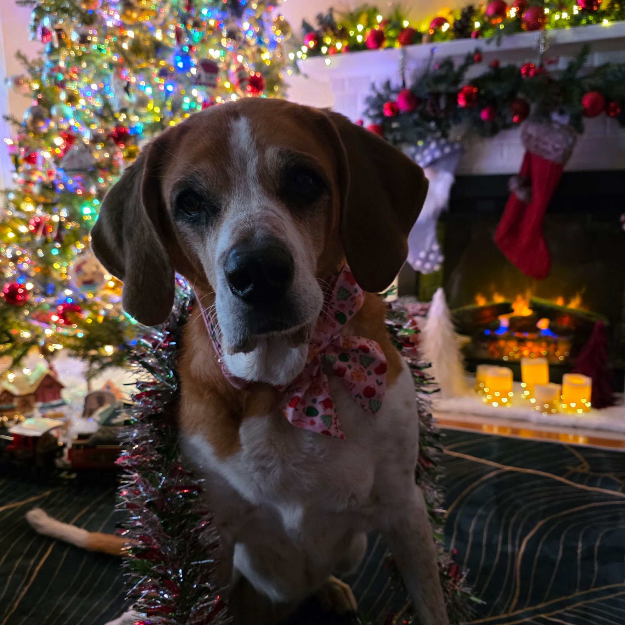 Animal Medical Service Yakima