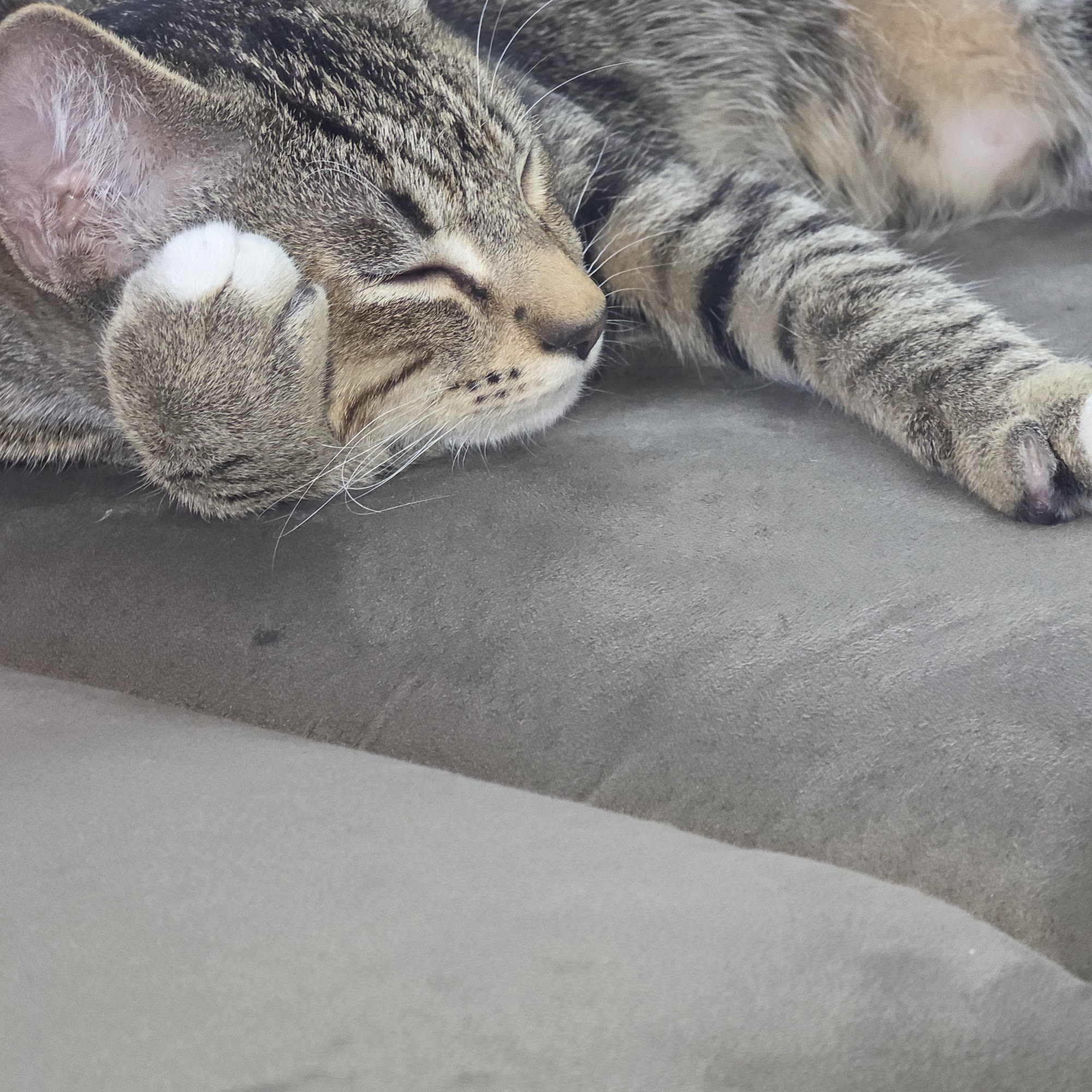 Yakima Humane Society Spay & Neuter Clinic Yakima