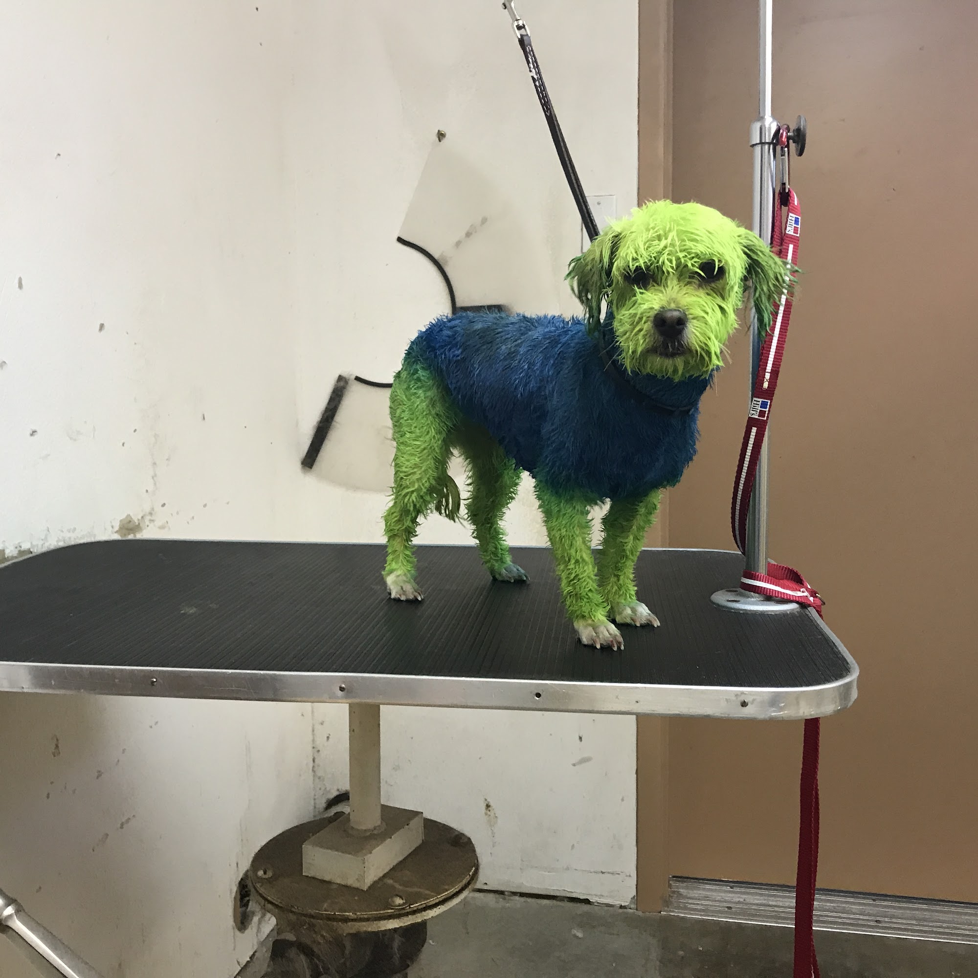 Airport west animal clinic that groomer guy Yakima