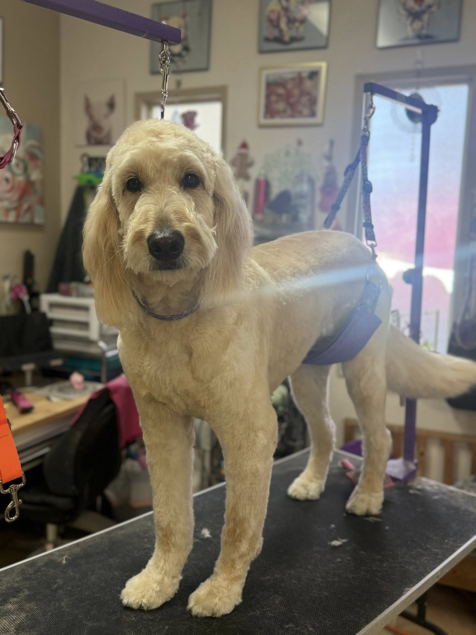 Paws & Claws Dog Grooming Yakima
