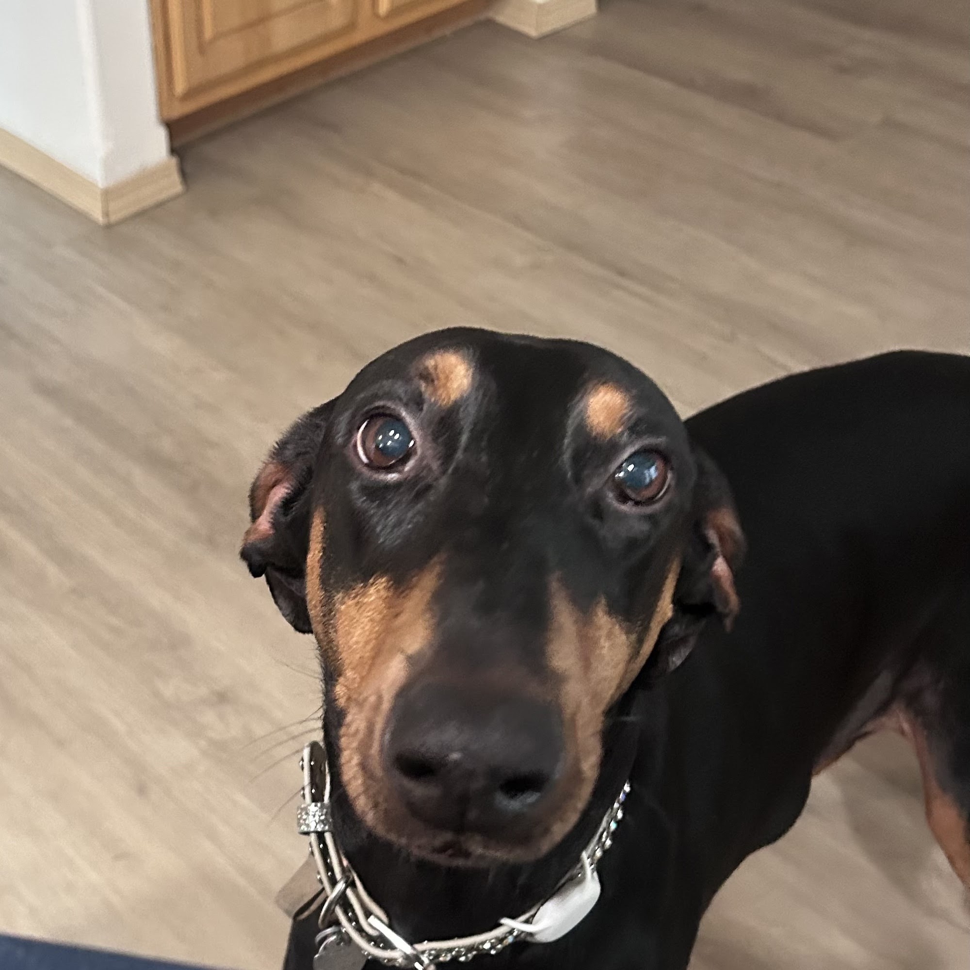 Yelm Veterinary Hospital Yelm