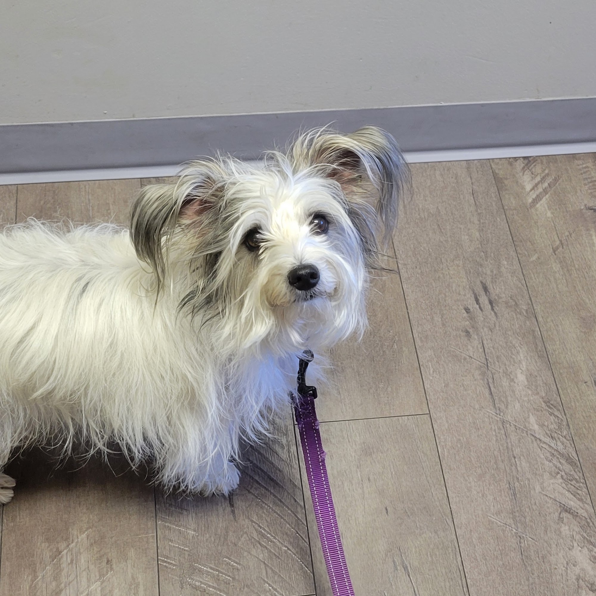 Bloom Pet Hospital Yelm