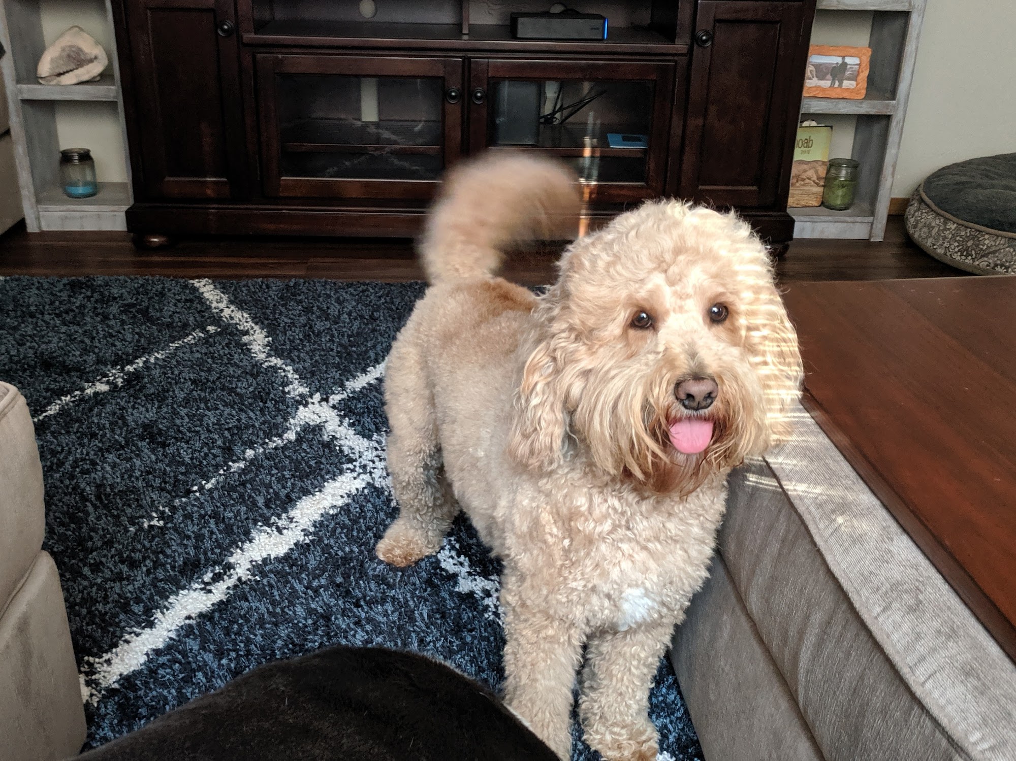 Calming Nature Pet Grooming, LLC Yelm