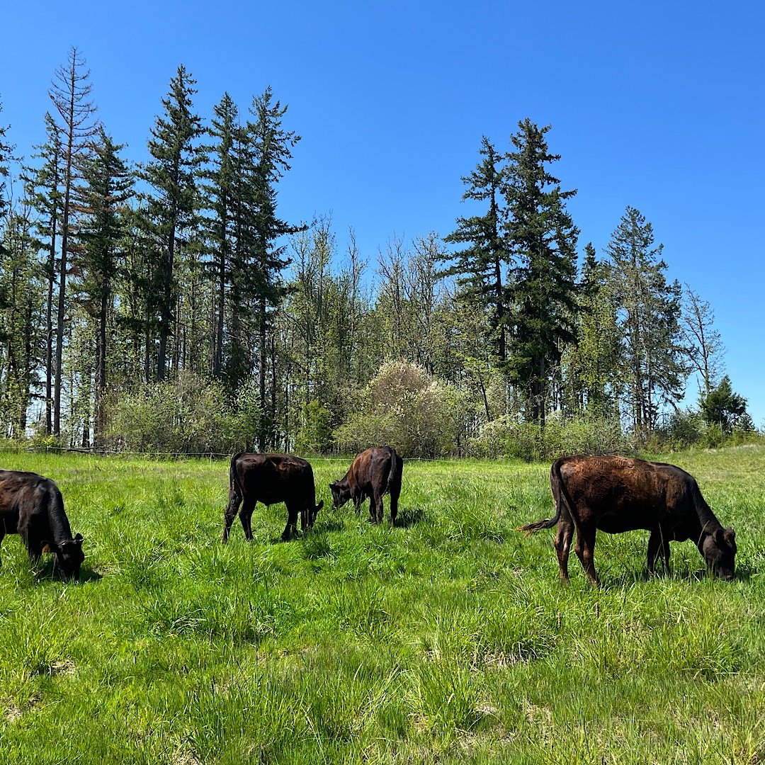 Mossy Rock Ranch Yelm