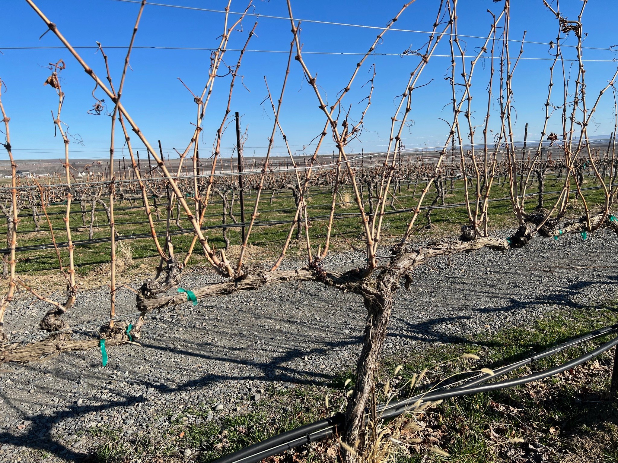 Dineen Vineyards Zillah