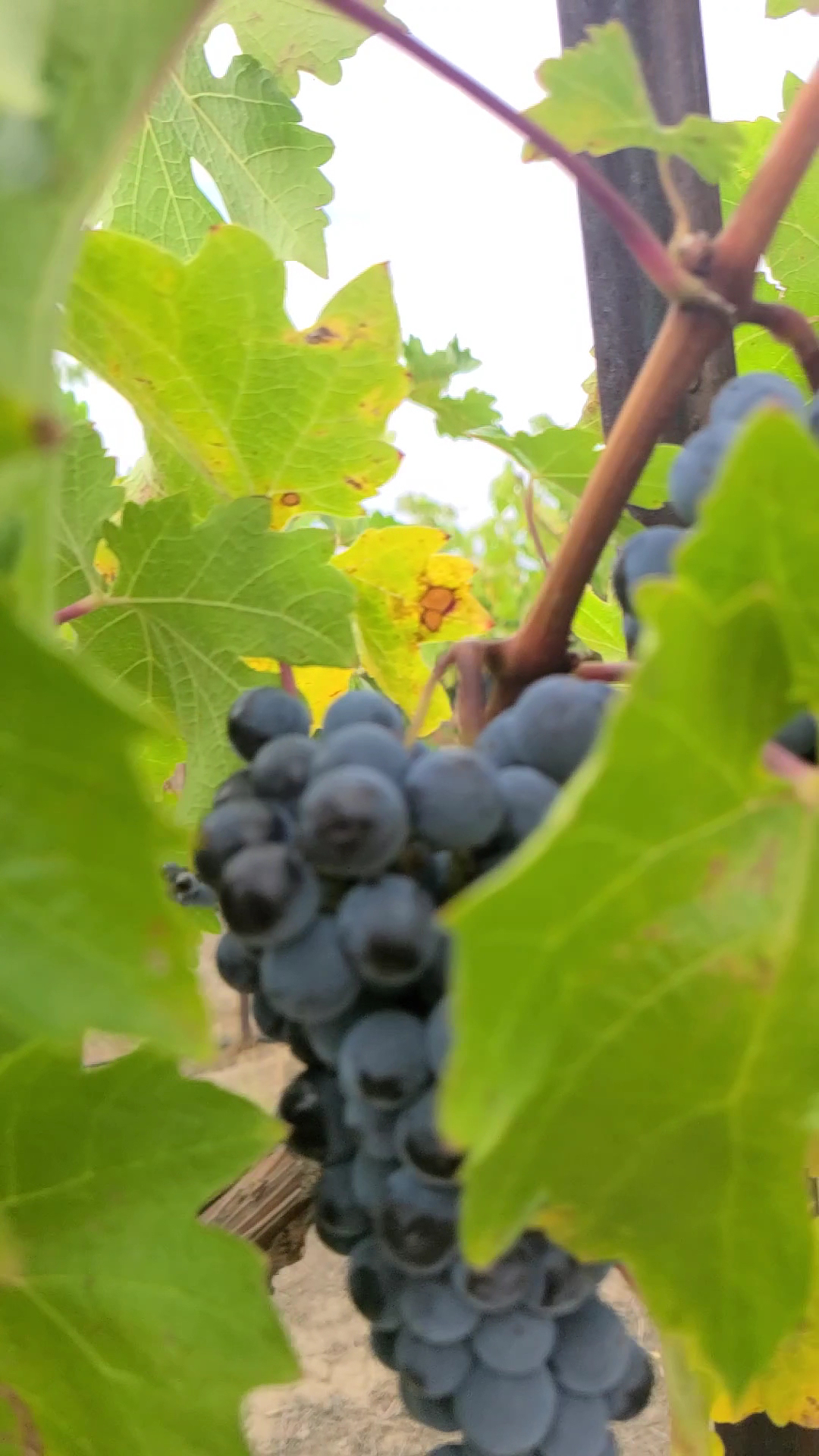 Bonair Winery Menu